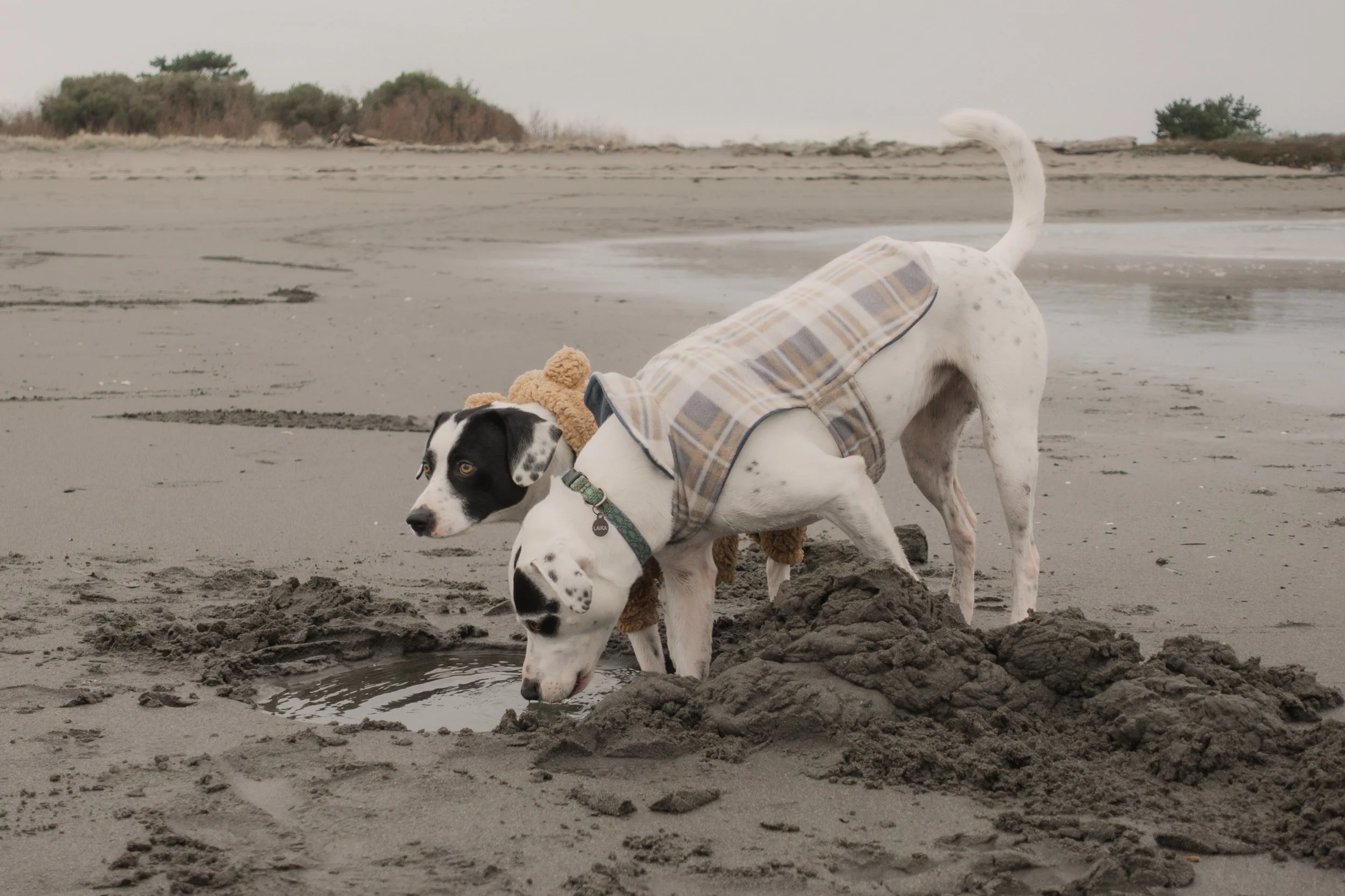 Pets-55.jpg