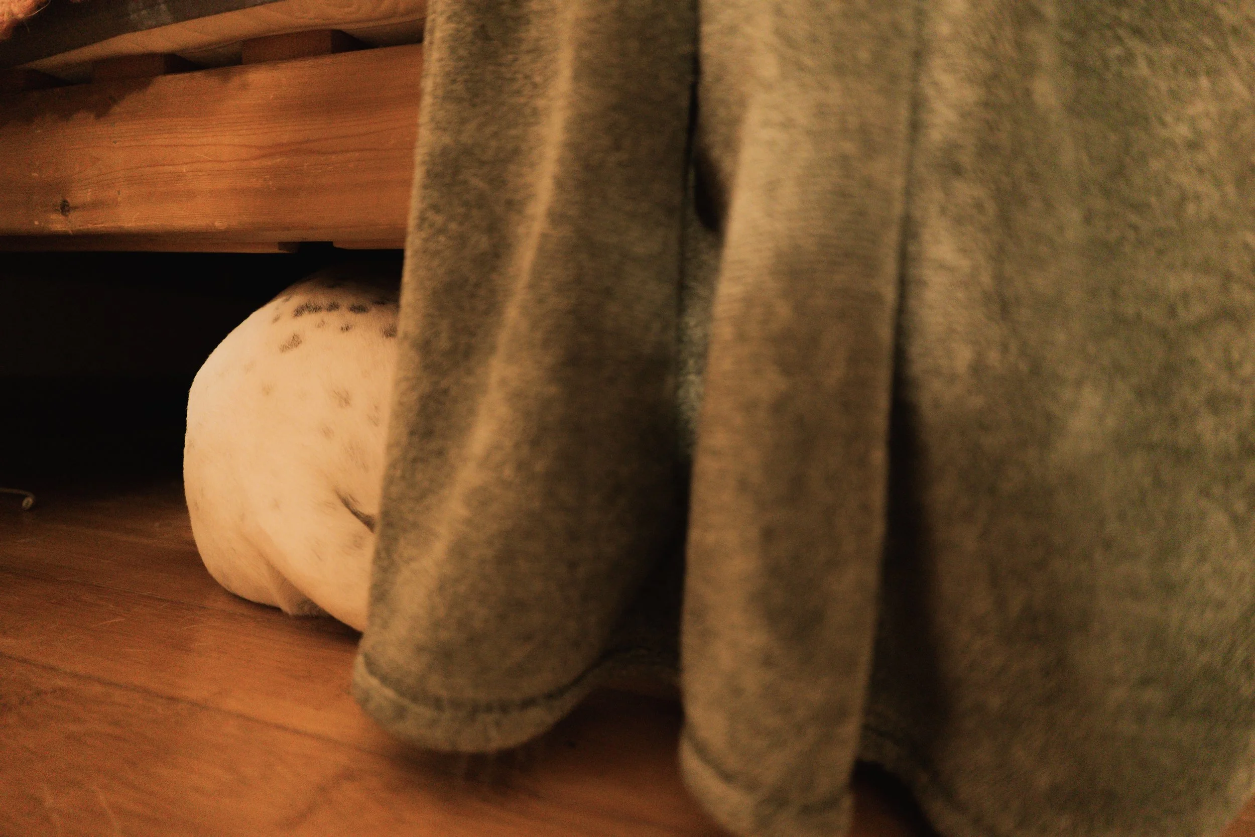 Pets-129.jpg
