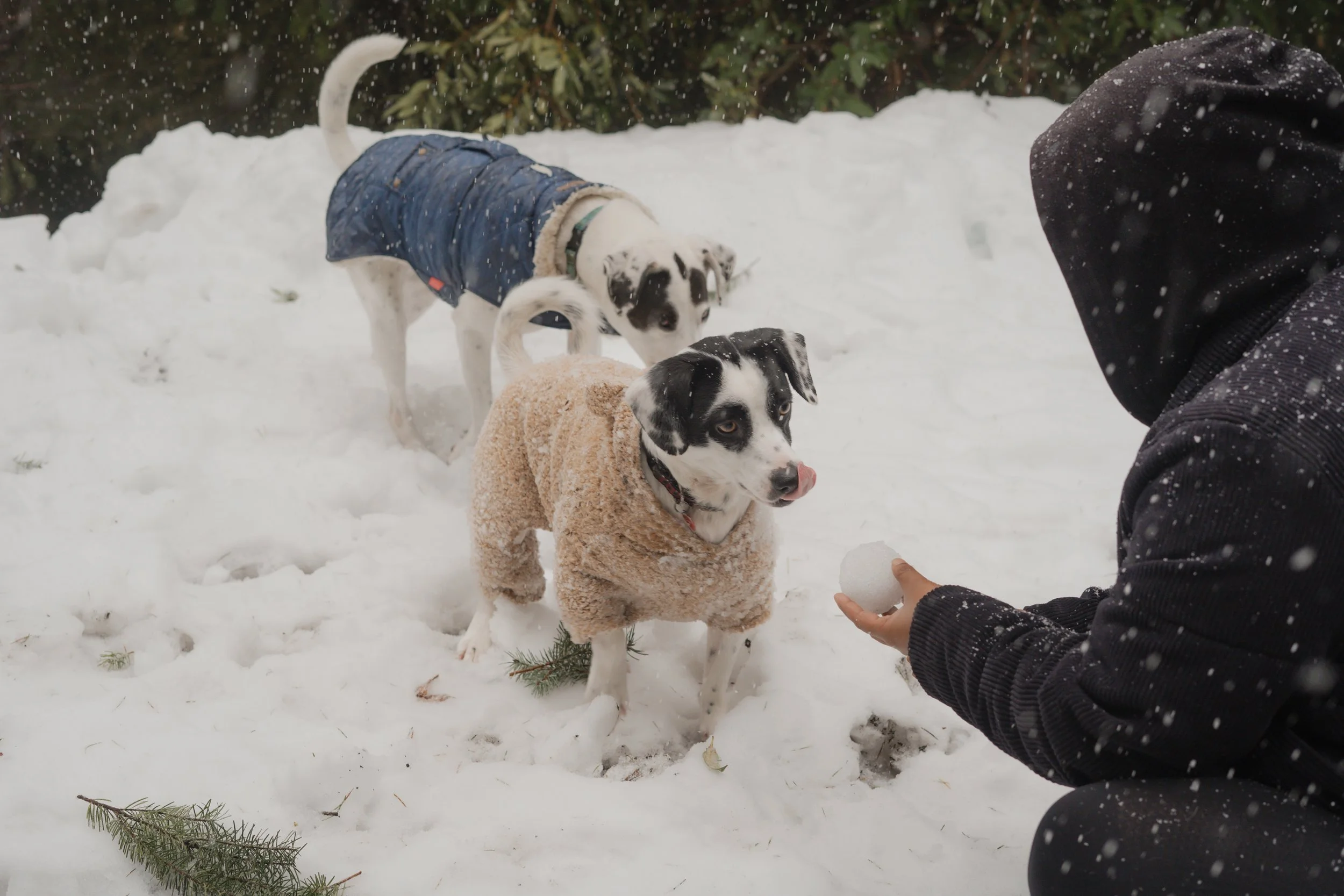 Pets-214.jpg