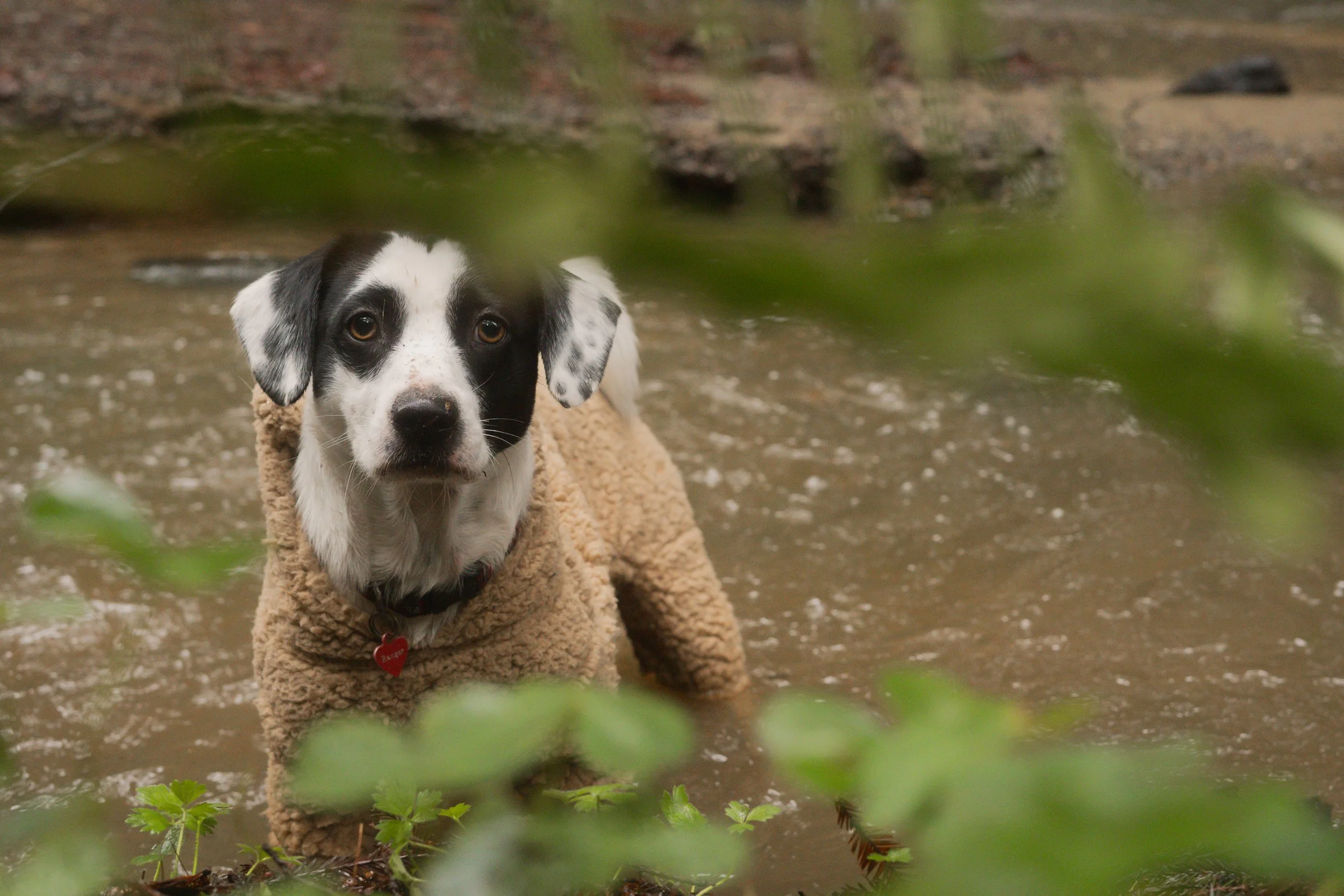 Pets-58.jpg