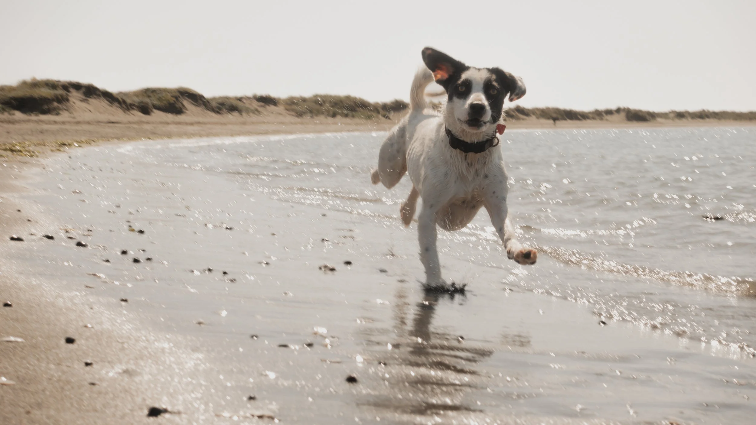 PetCollageOrdered_31.jpg