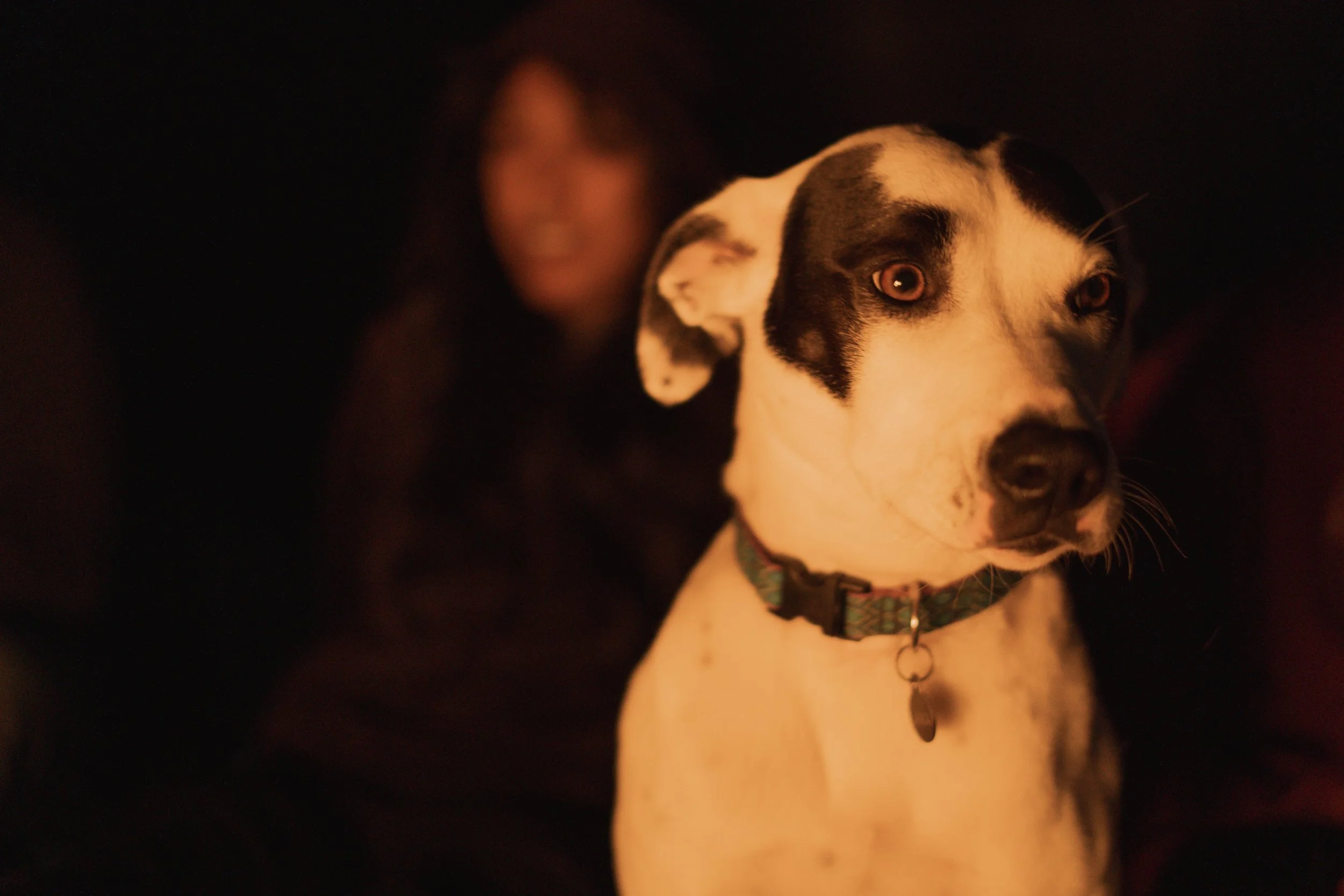 Pets-102.jpg