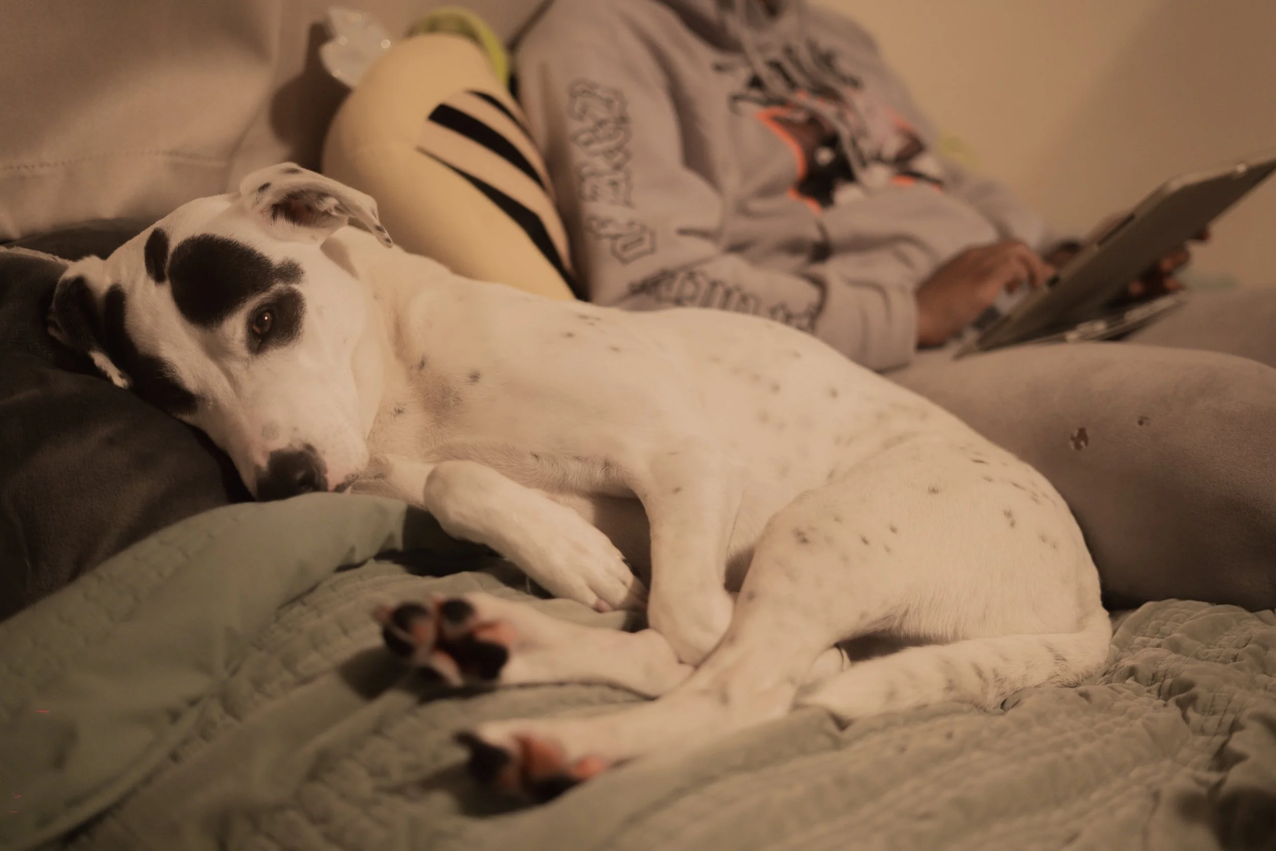 Pets-130.jpg