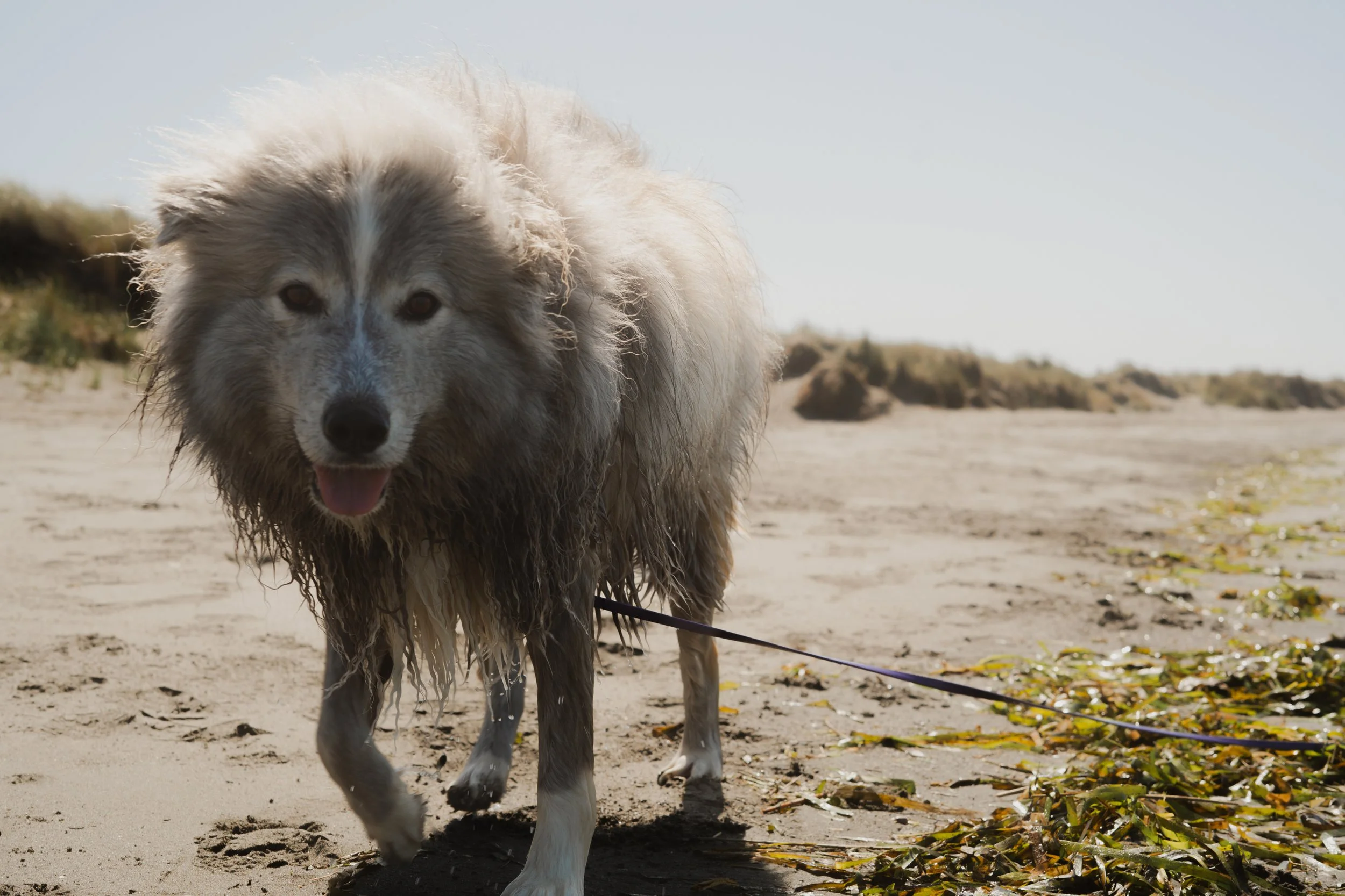 Pets-77.jpg