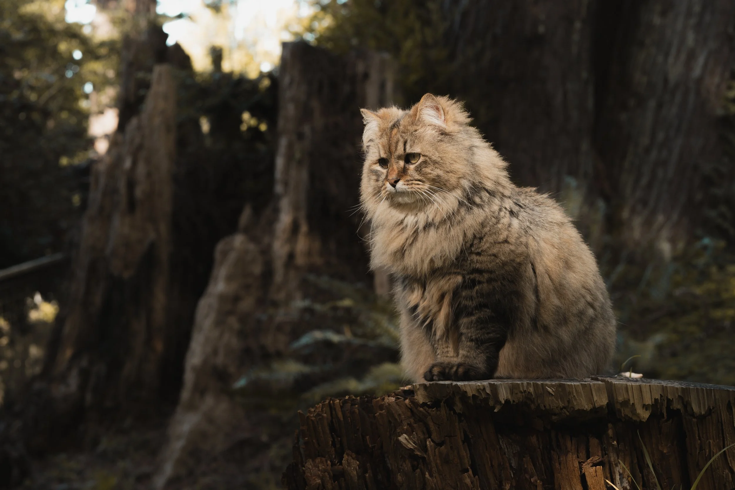 Pets-11.jpg