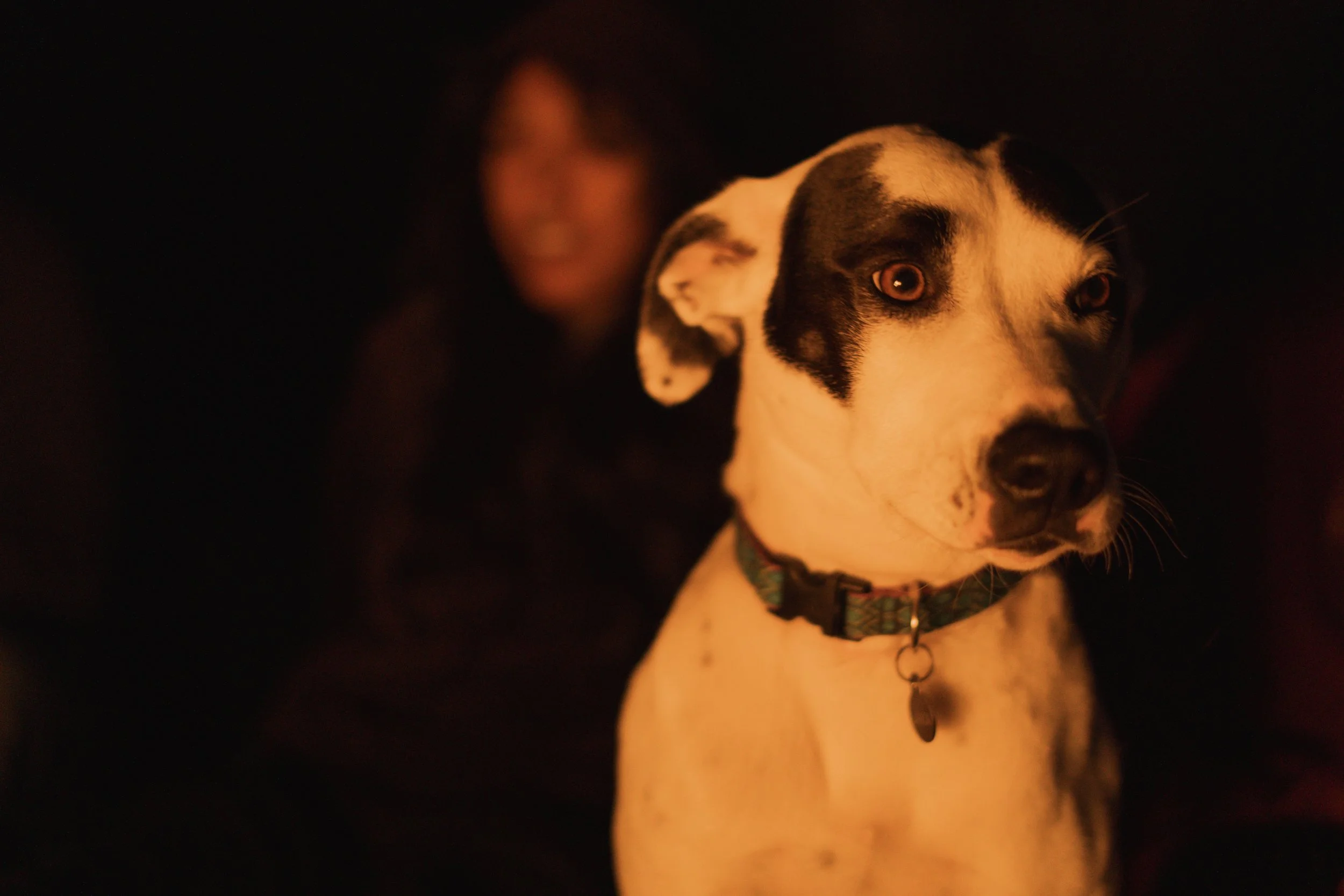 Pets-23.jpg