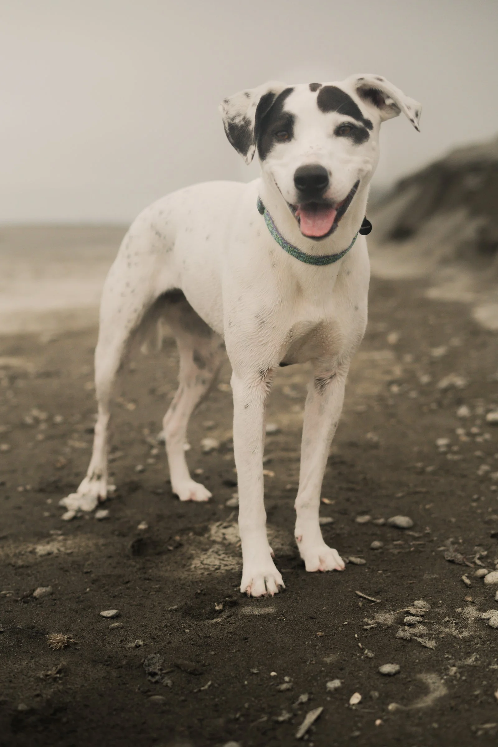 Pets-105.jpg