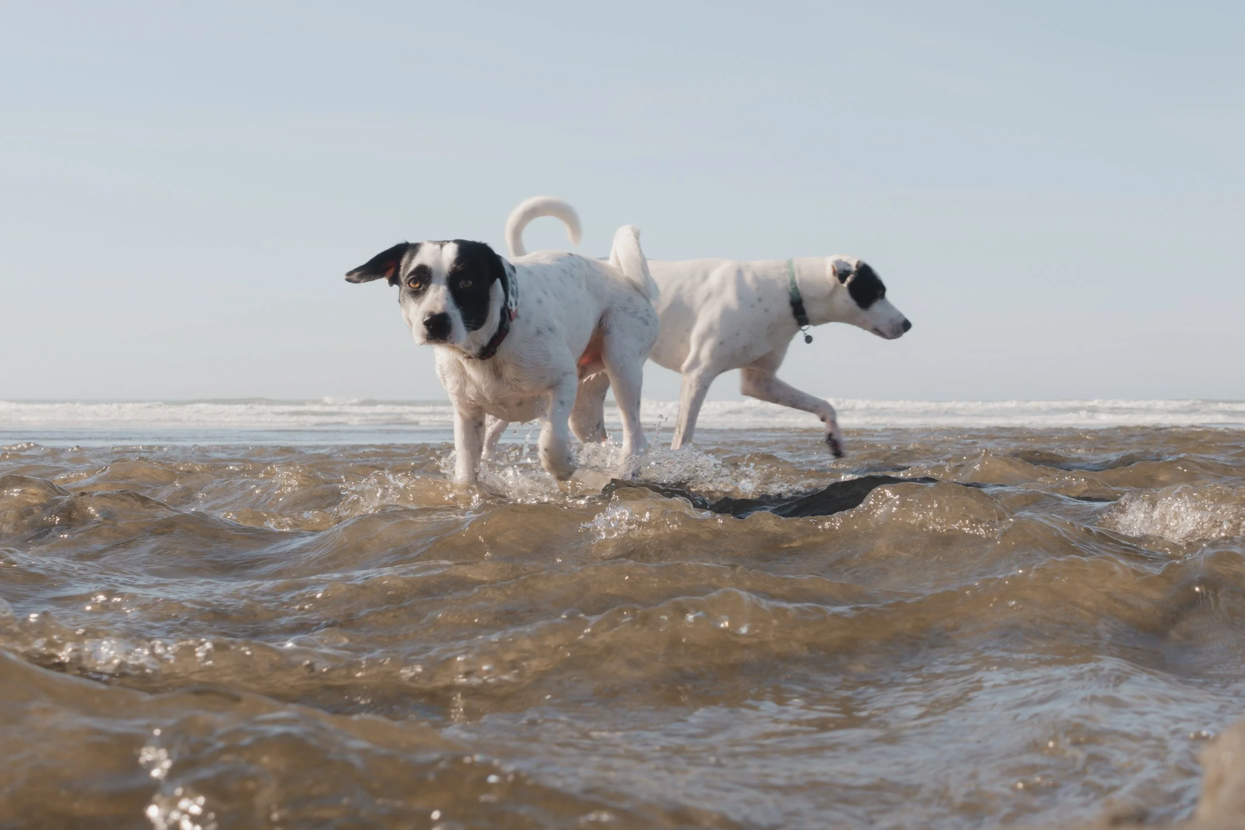 Pets-87.jpg