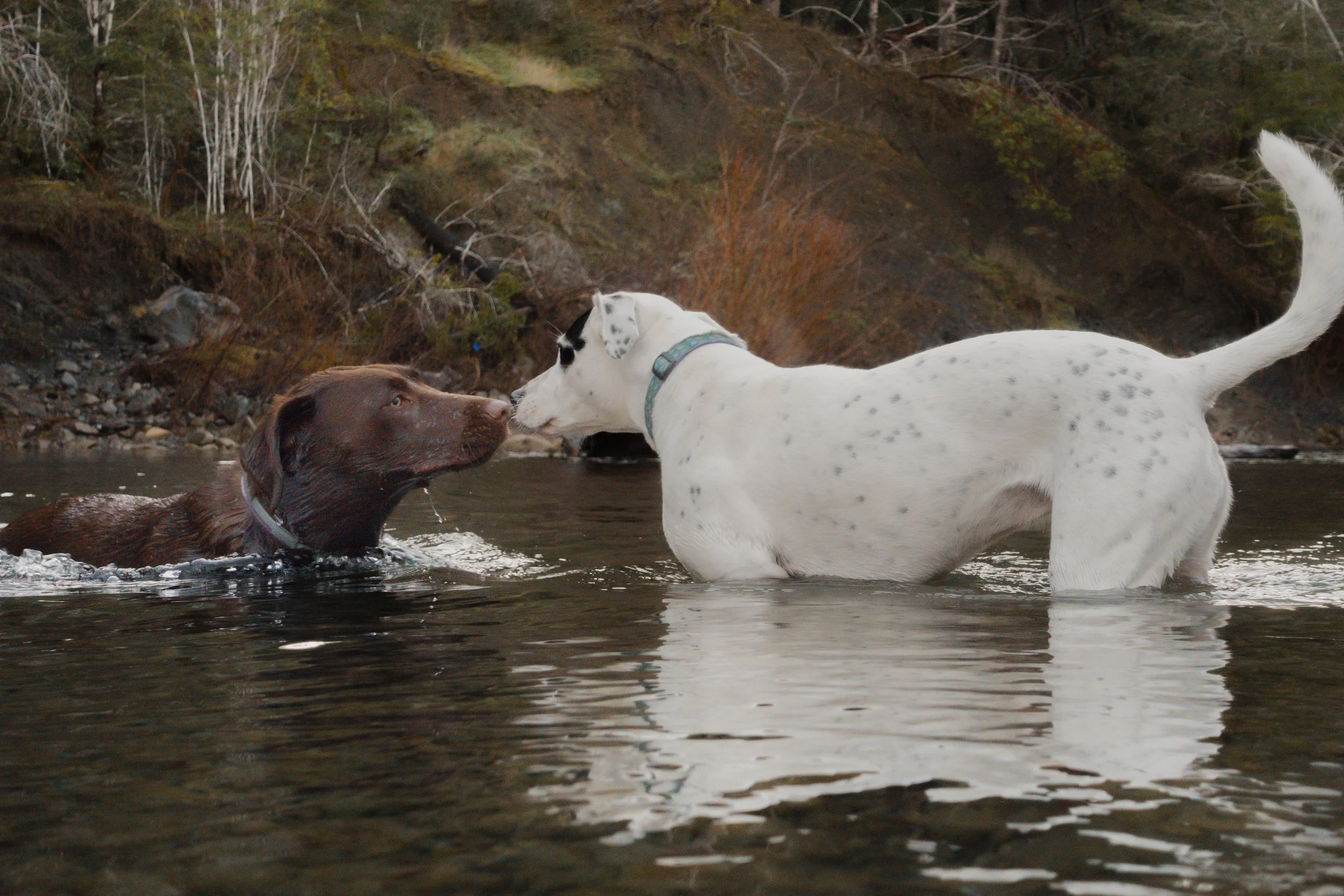 Pets-34.jpg