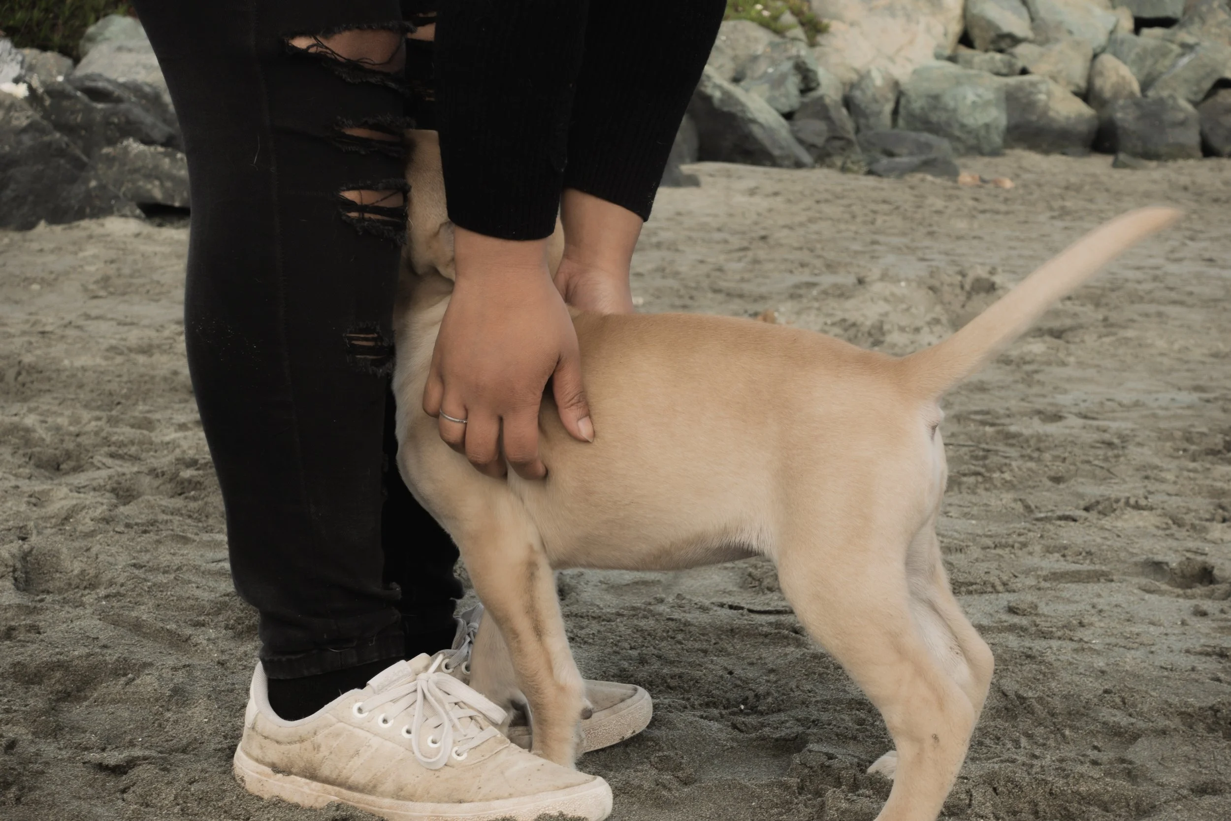 Pets-74.jpg