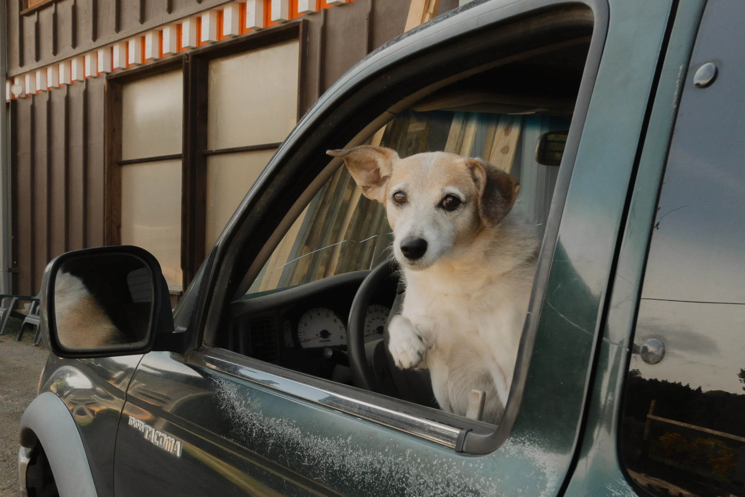 Pets-80.jpg
