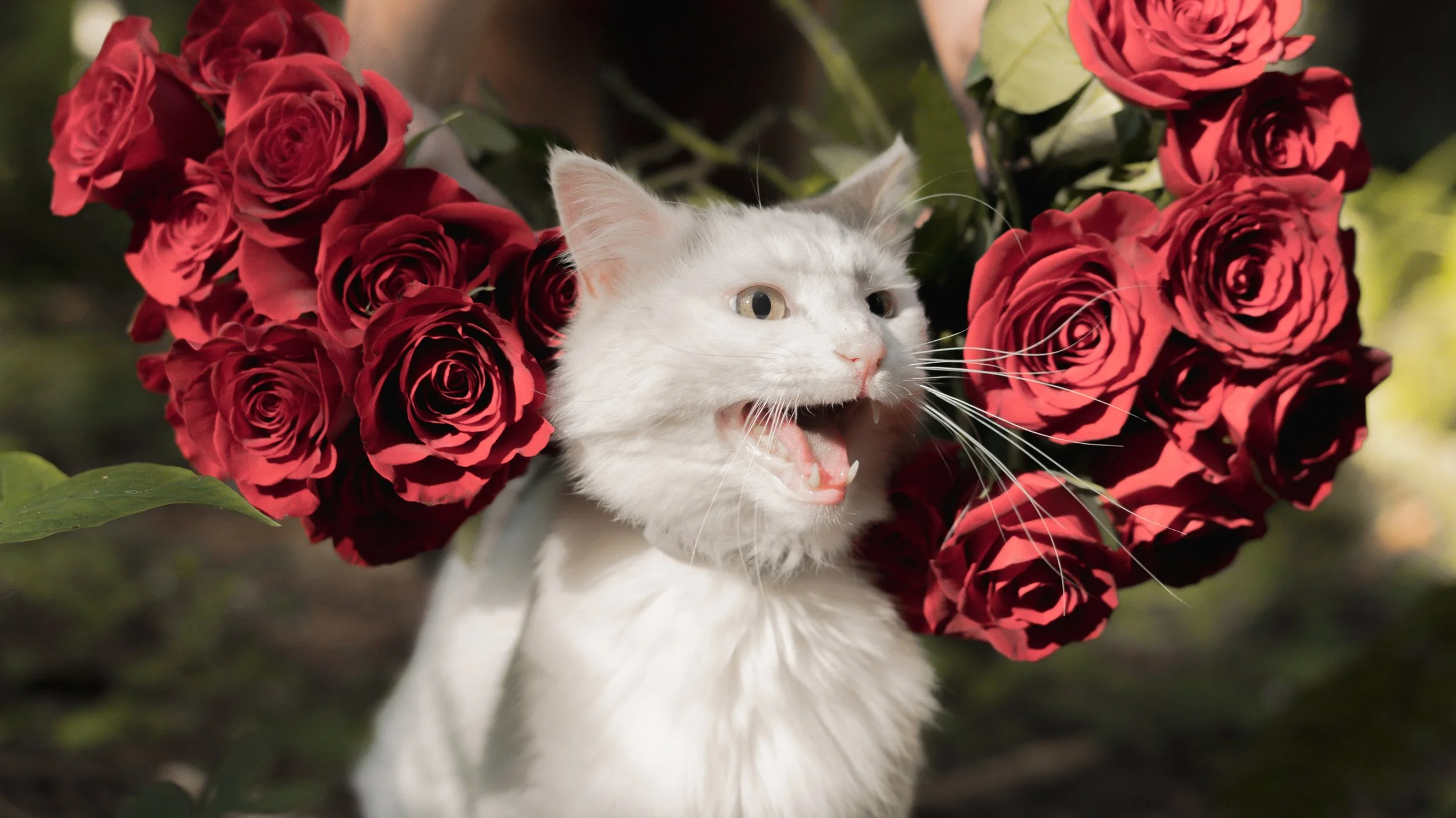 PetCollageOrdered_38.jpg