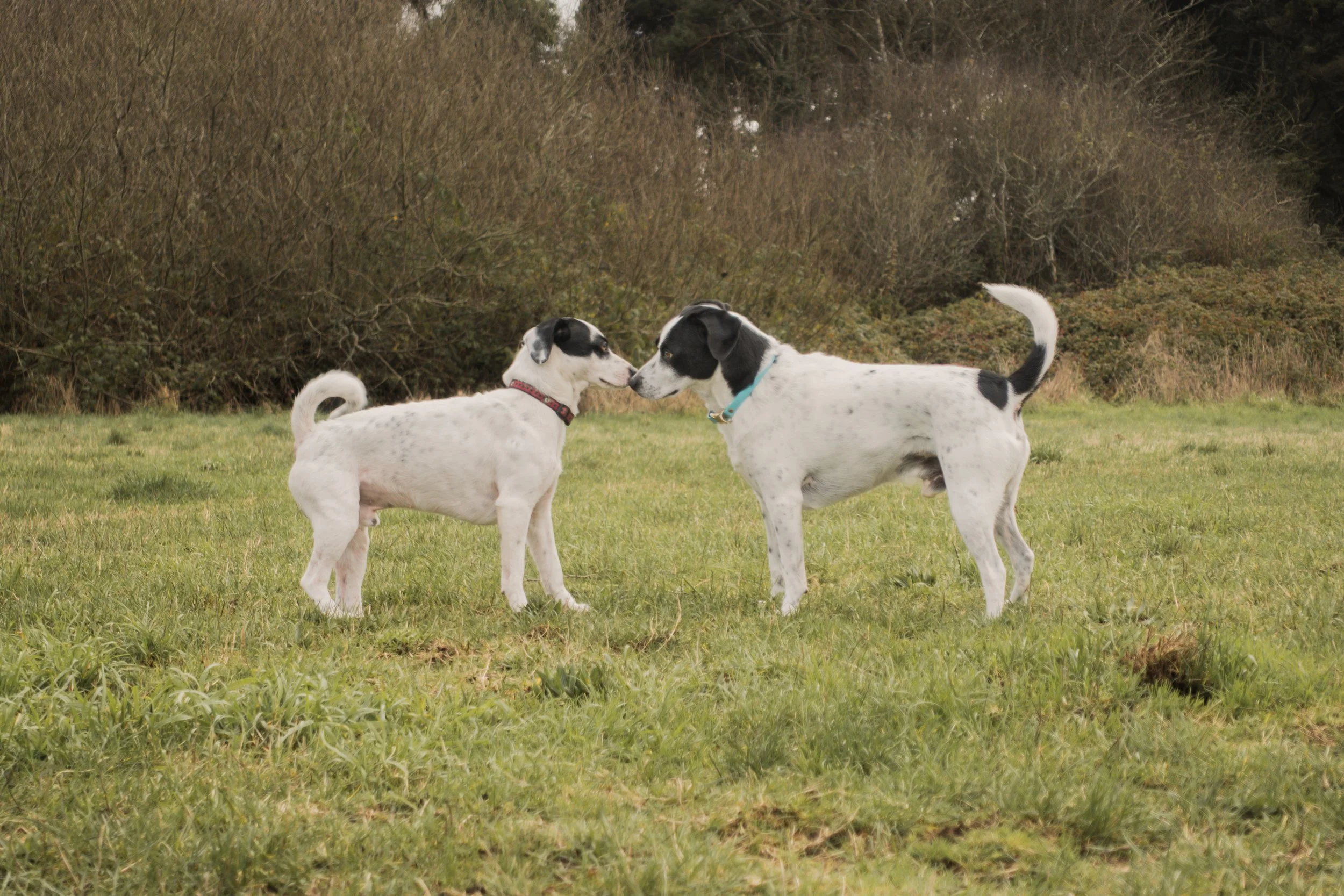 Pets-19.jpg