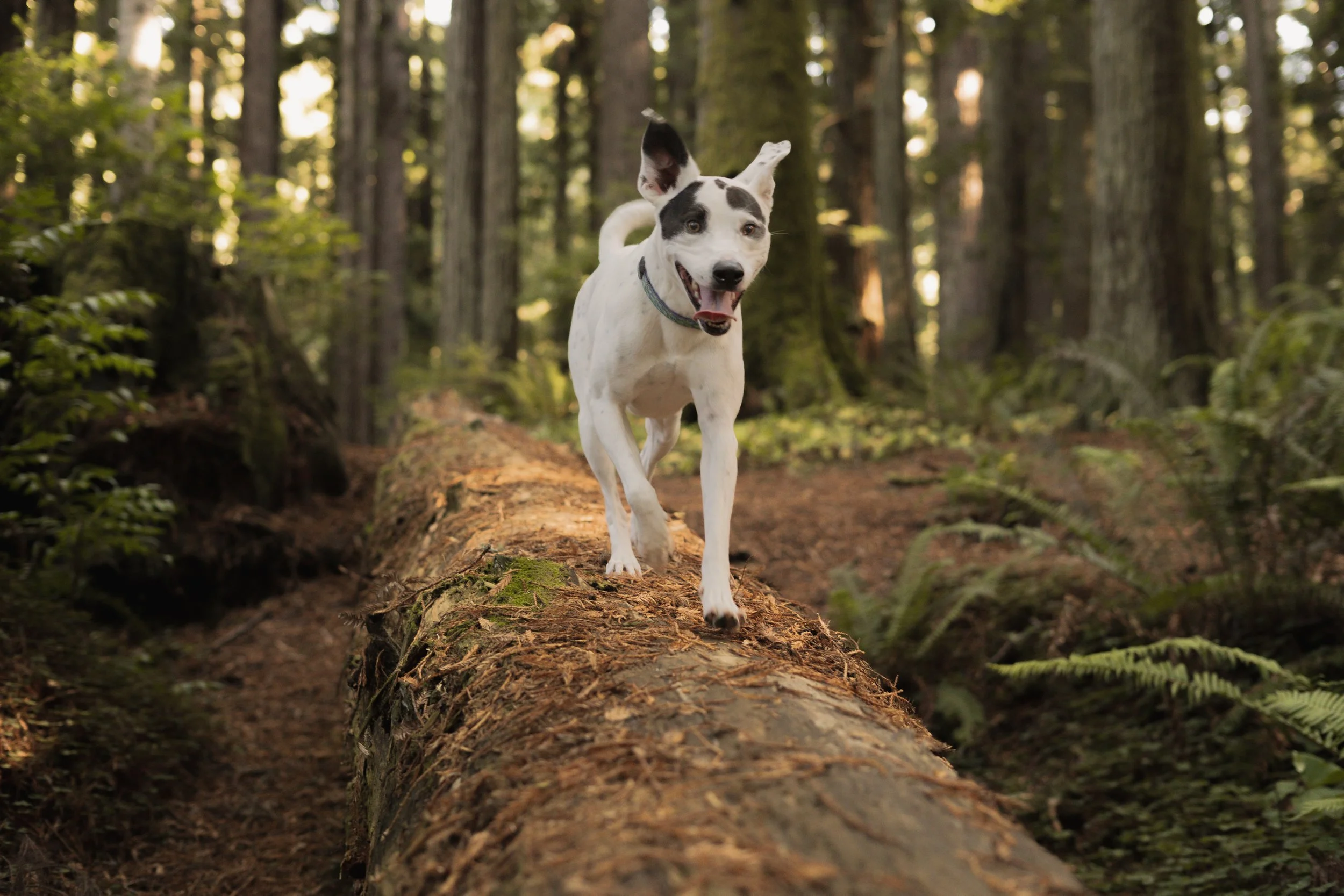 Pets-107.jpg