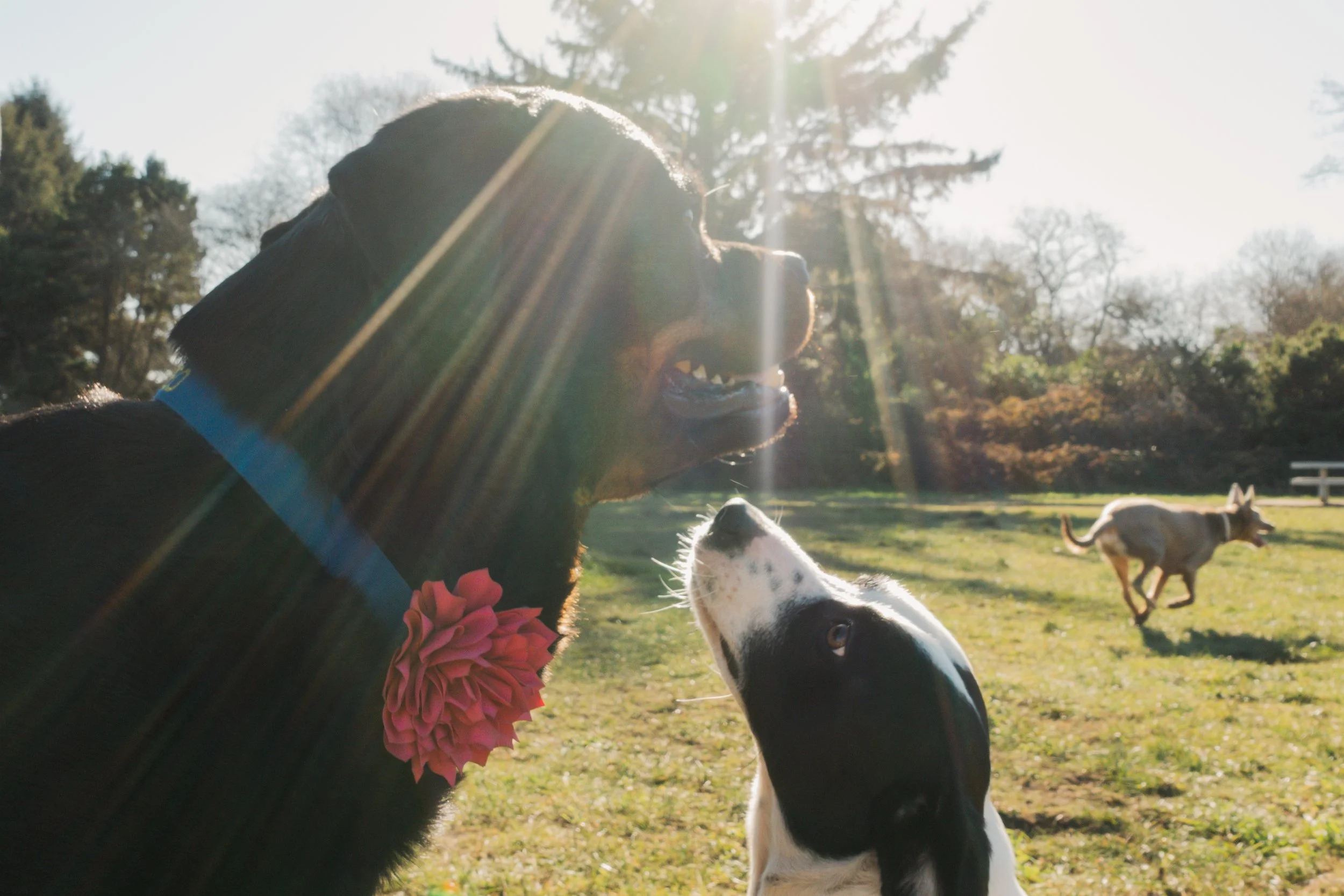 Pets-98.jpg