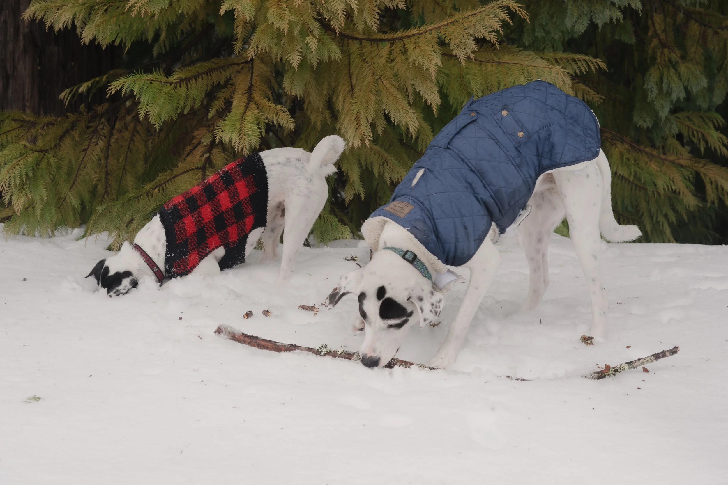 Pets-208.jpg
