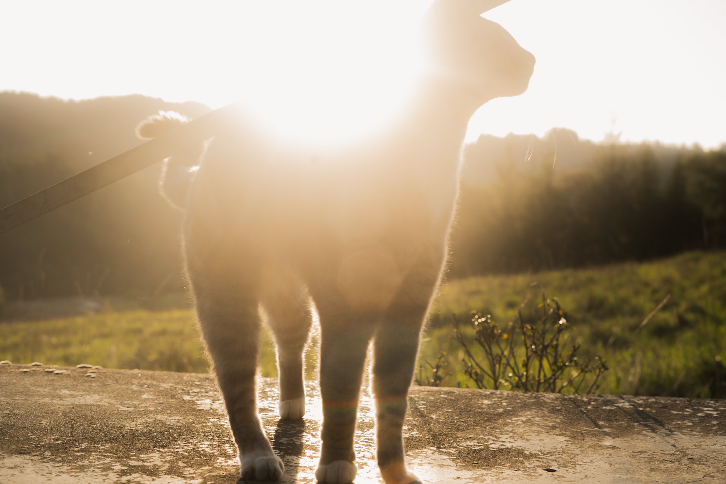 Pets-174.jpg