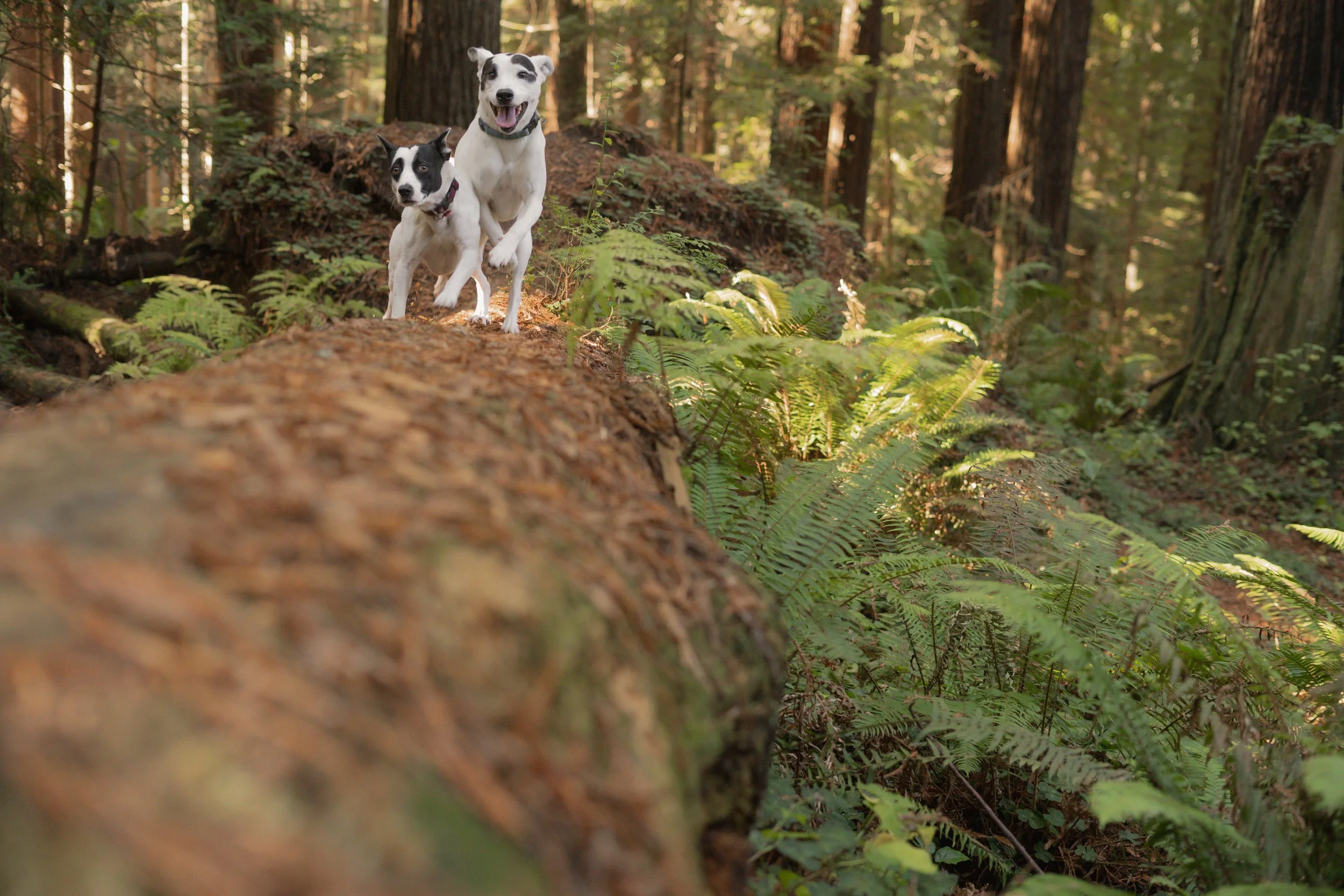 Pets-46.jpg