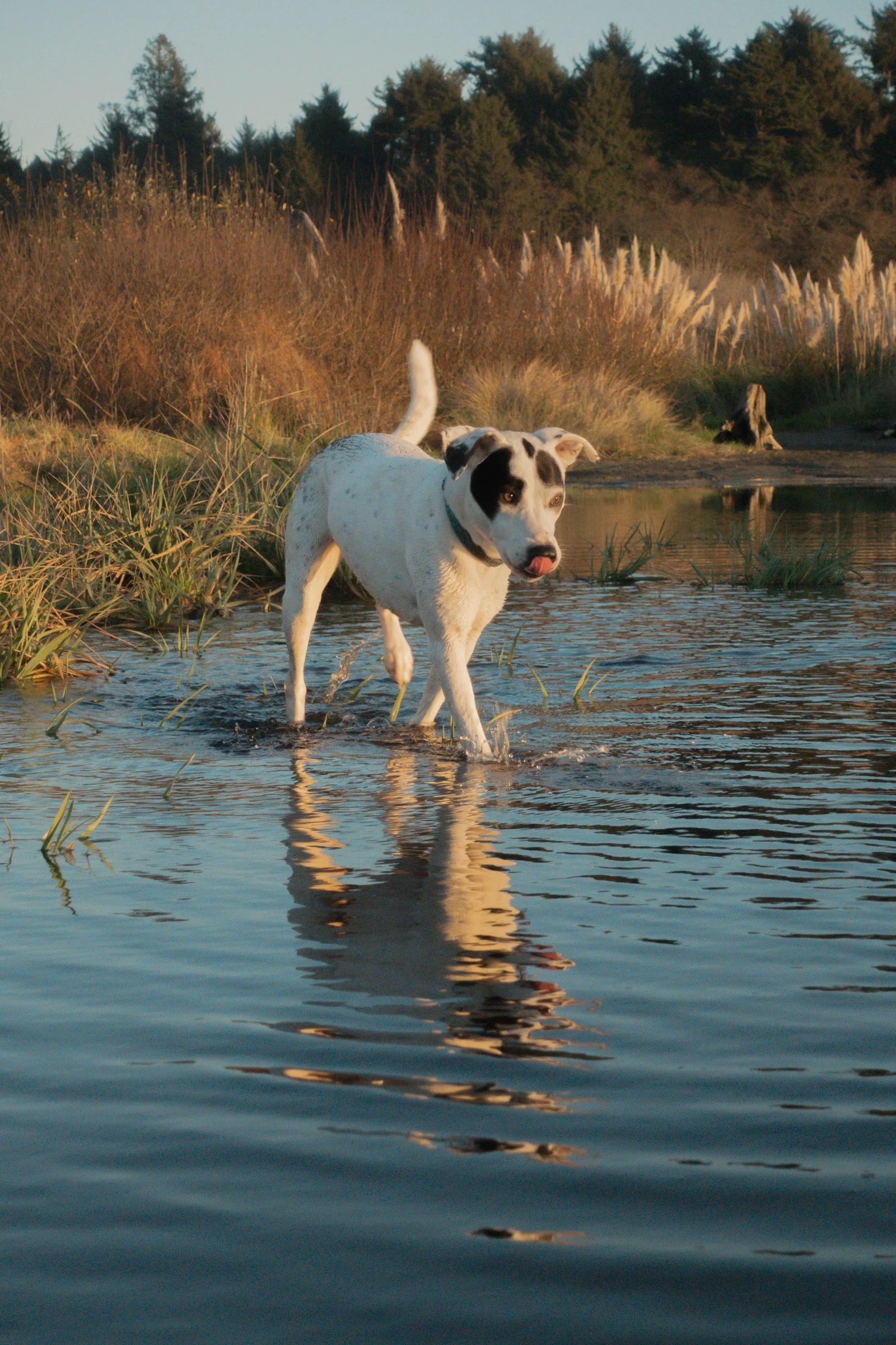 Pets-56.jpg