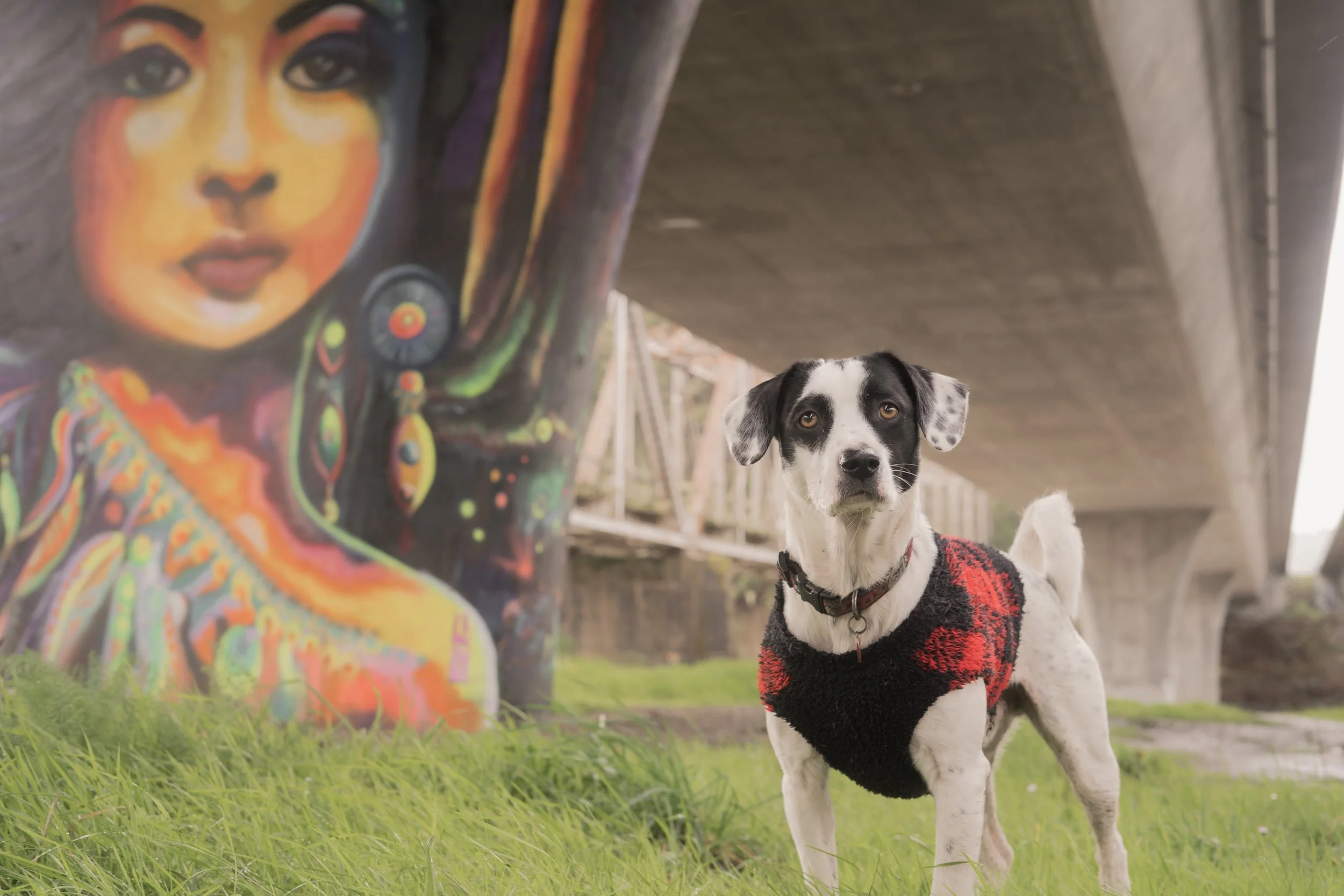 Pets-130.jpg