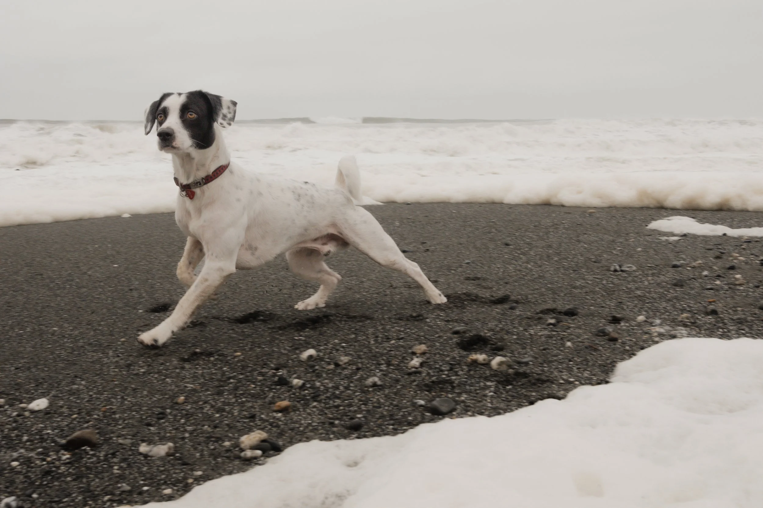 Pets-159.jpg