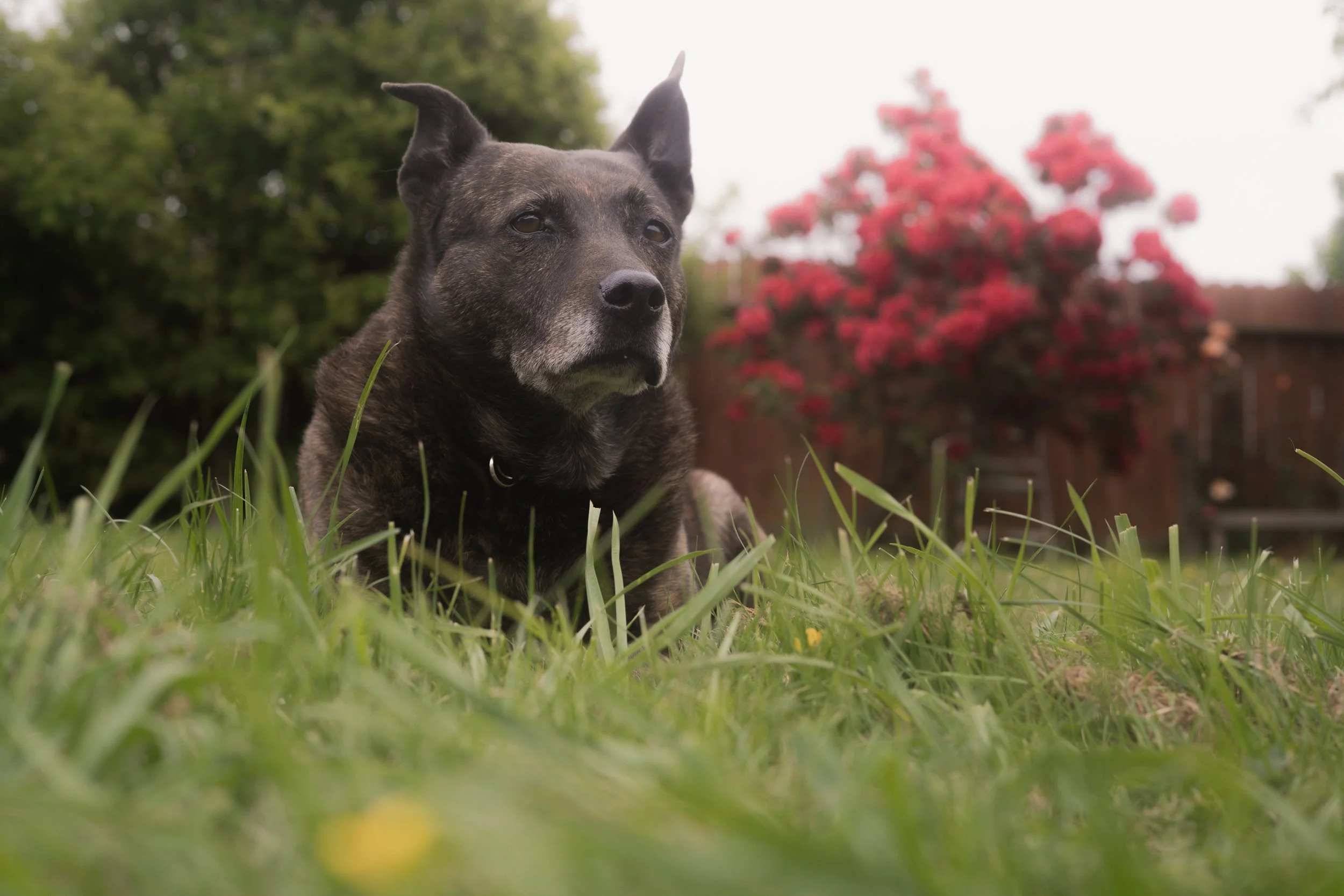 Pets-216.jpg