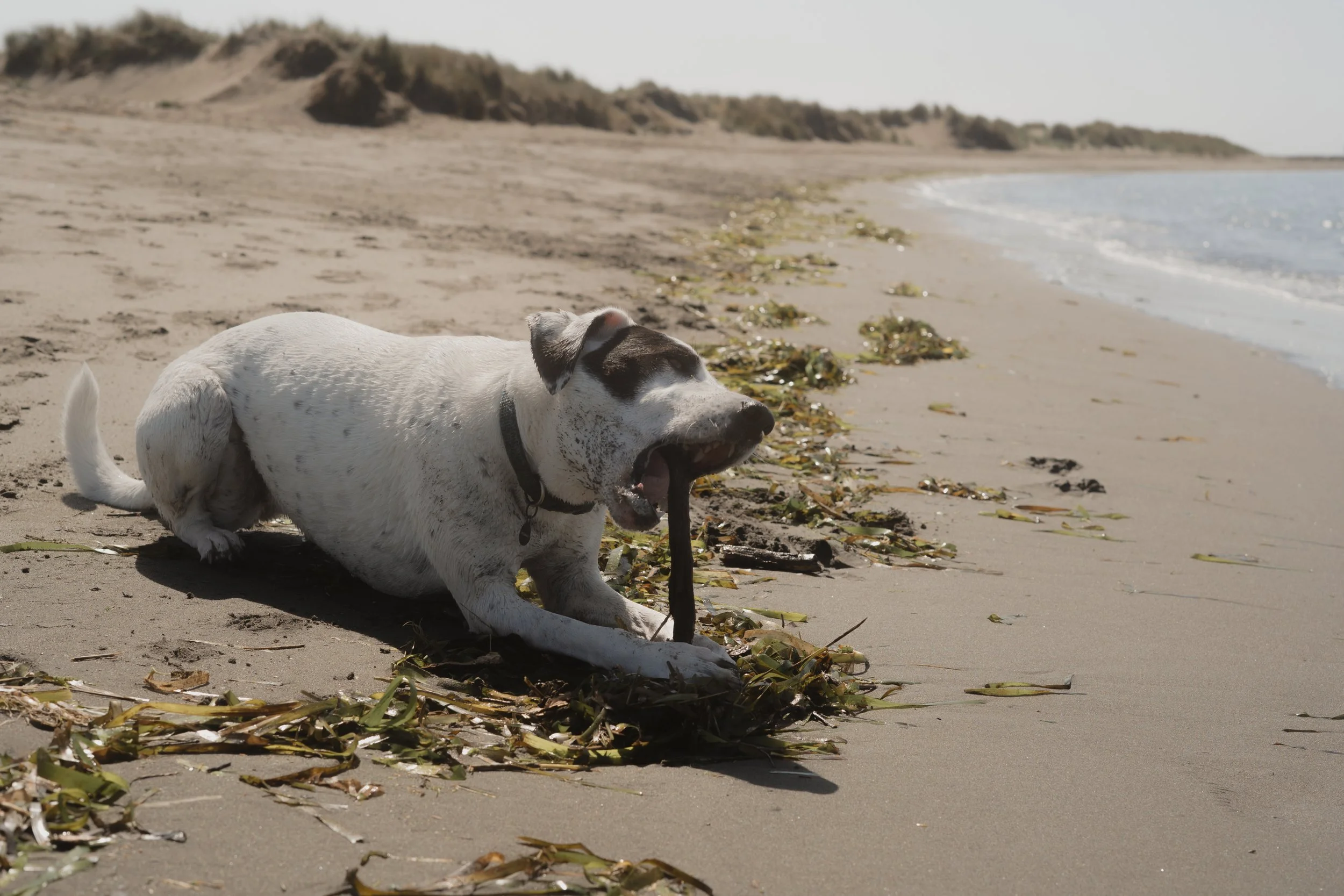 Pets-131.jpg