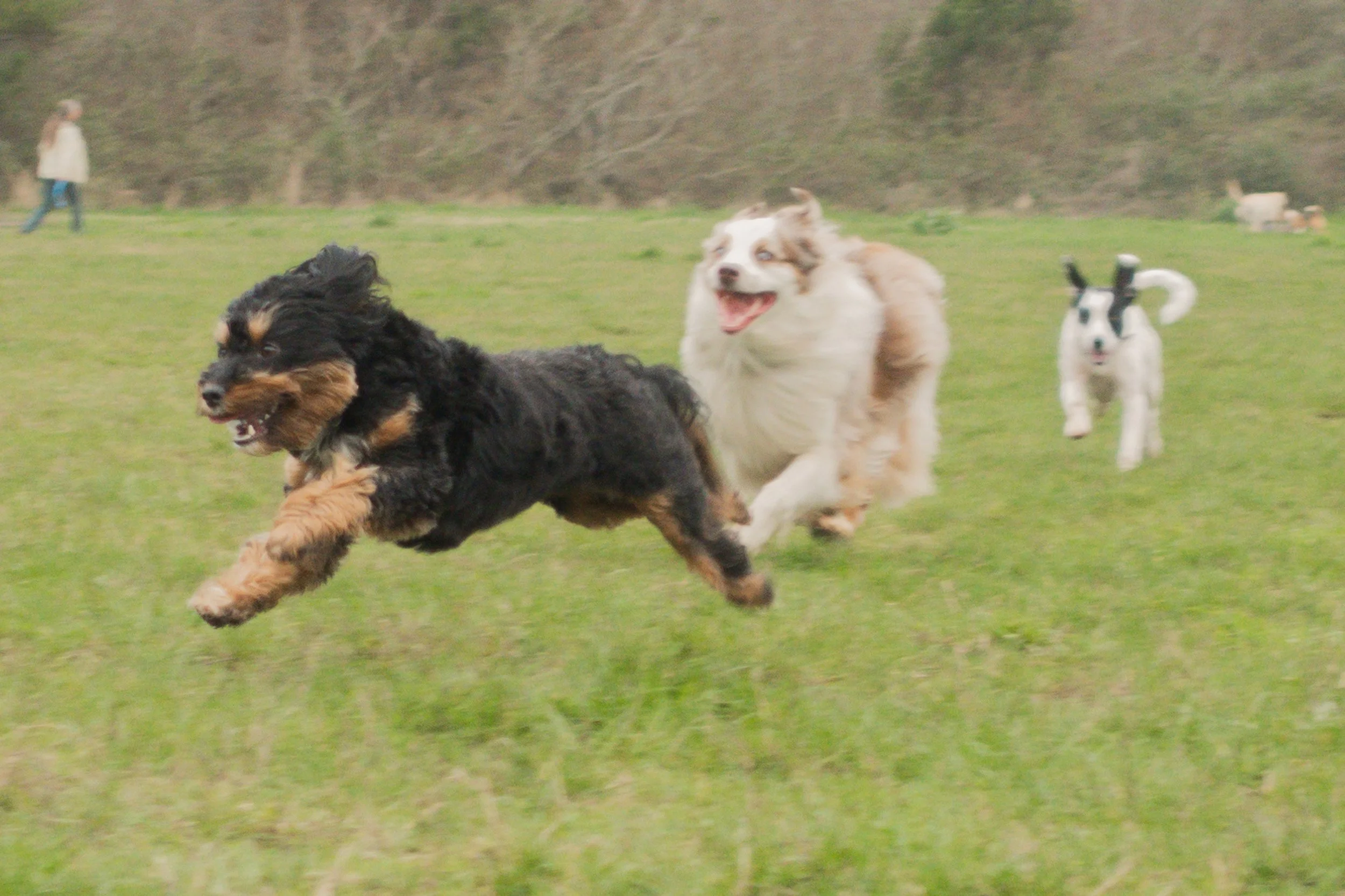 Pets-67.jpg