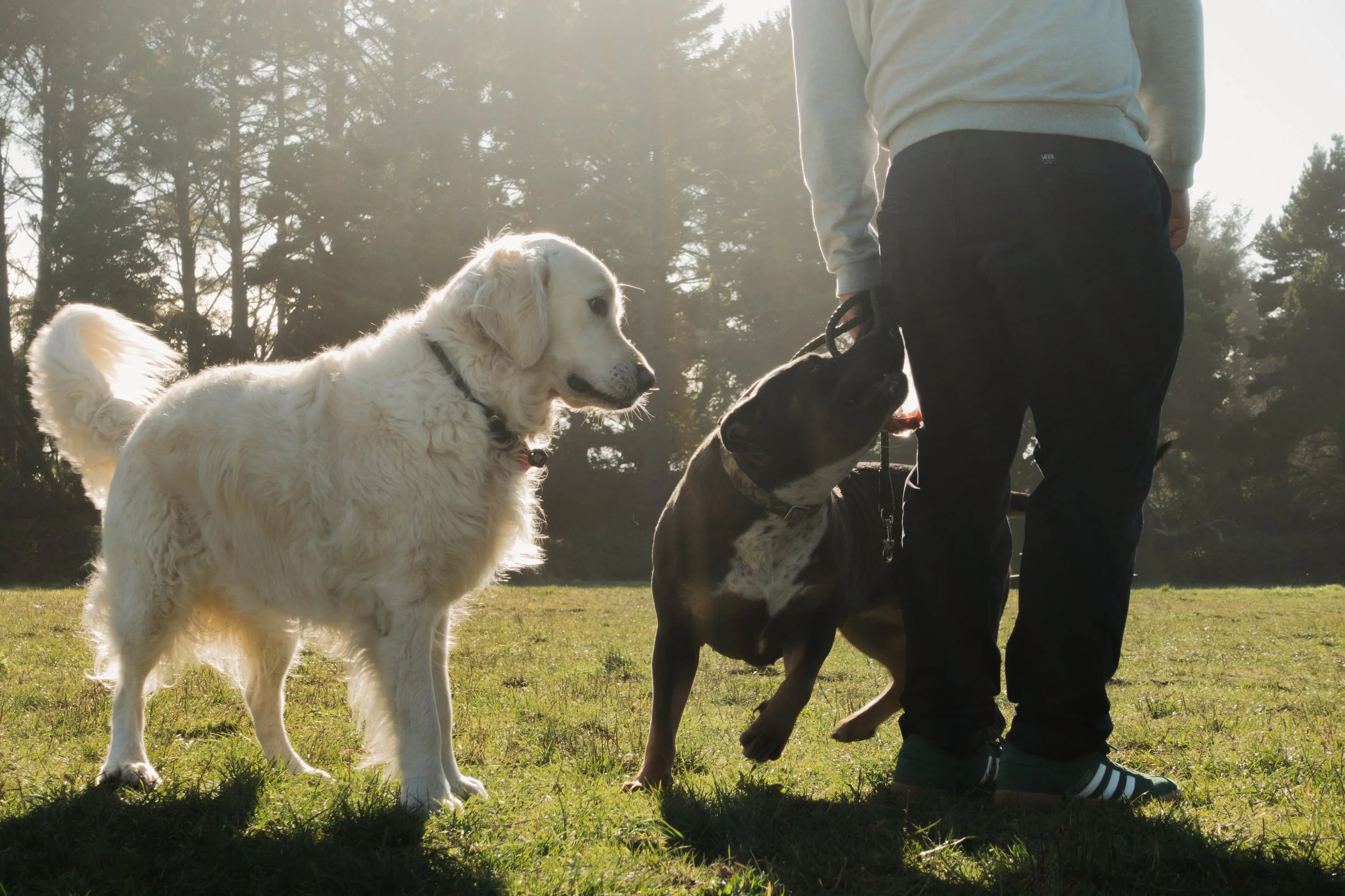 Pets-35.jpg