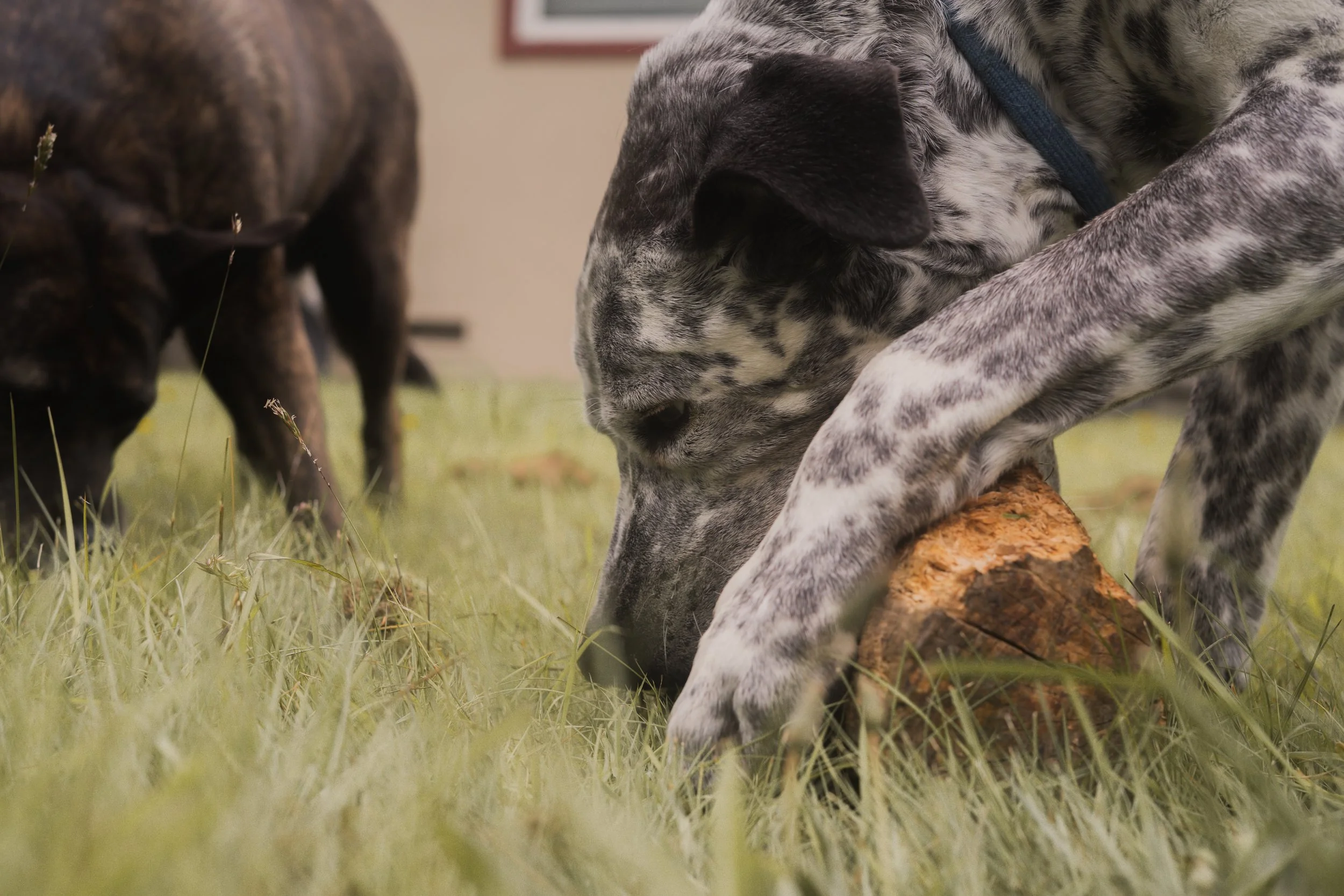Pets-85.jpg