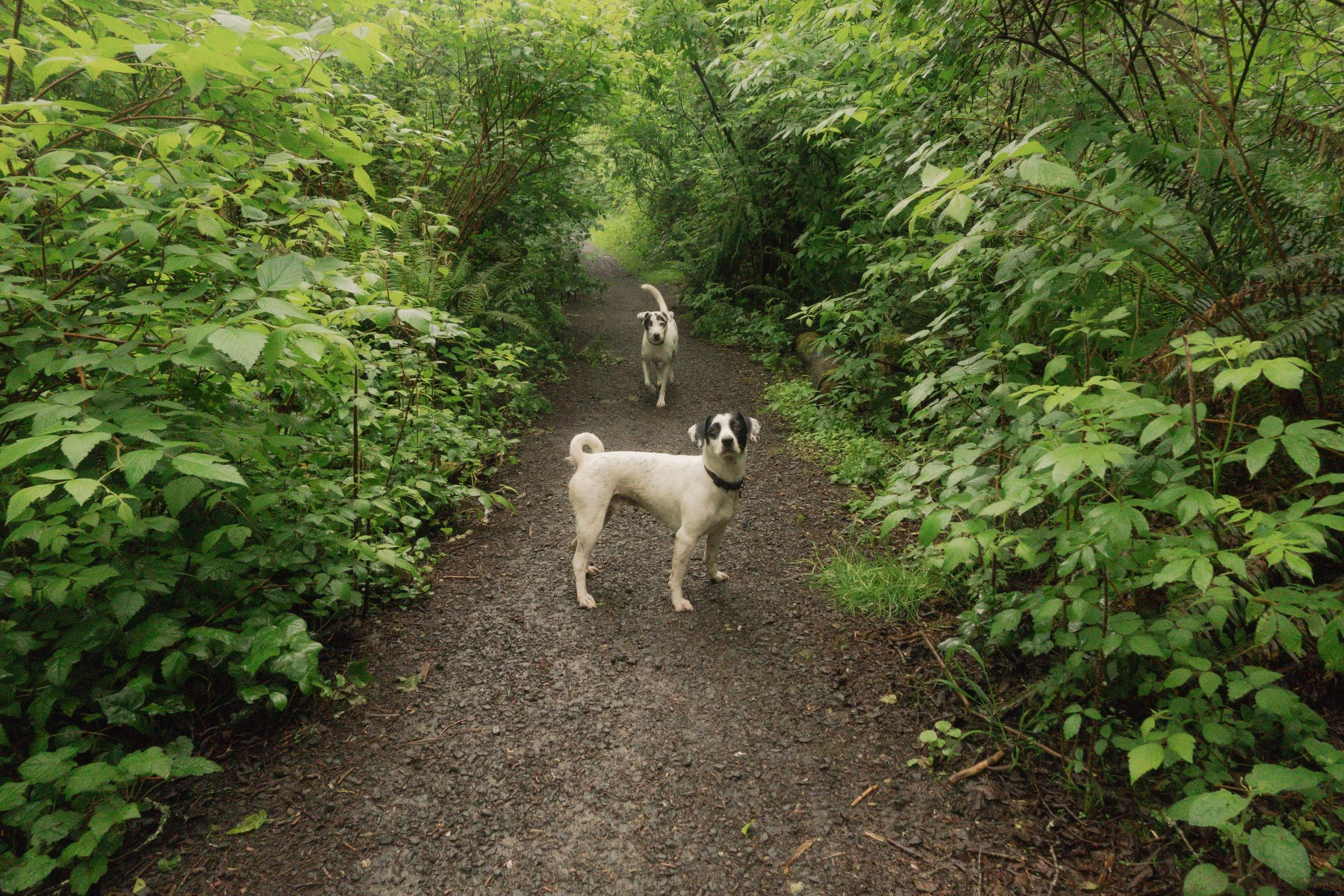 Pets-182.jpg