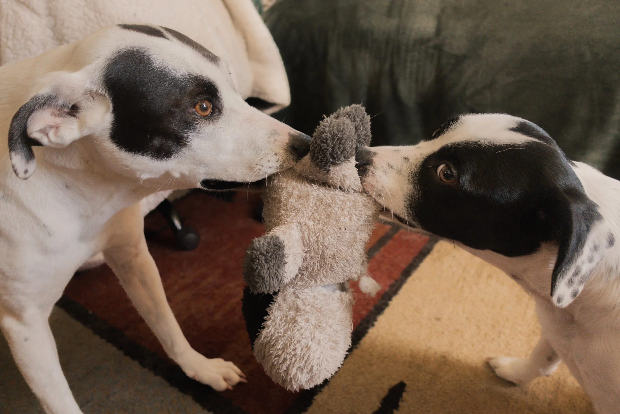 Pets-201.jpg