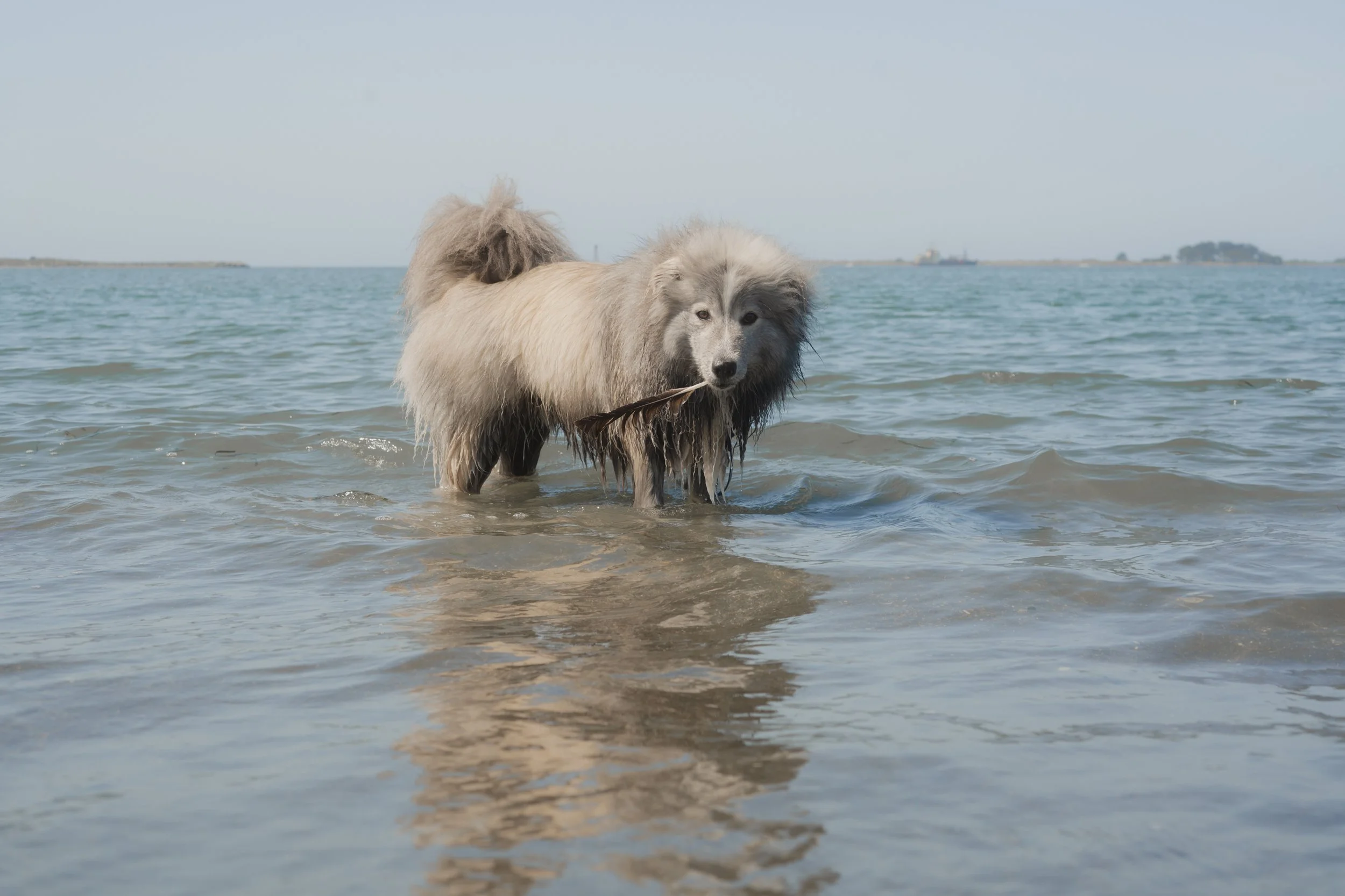 Pets-195.jpg