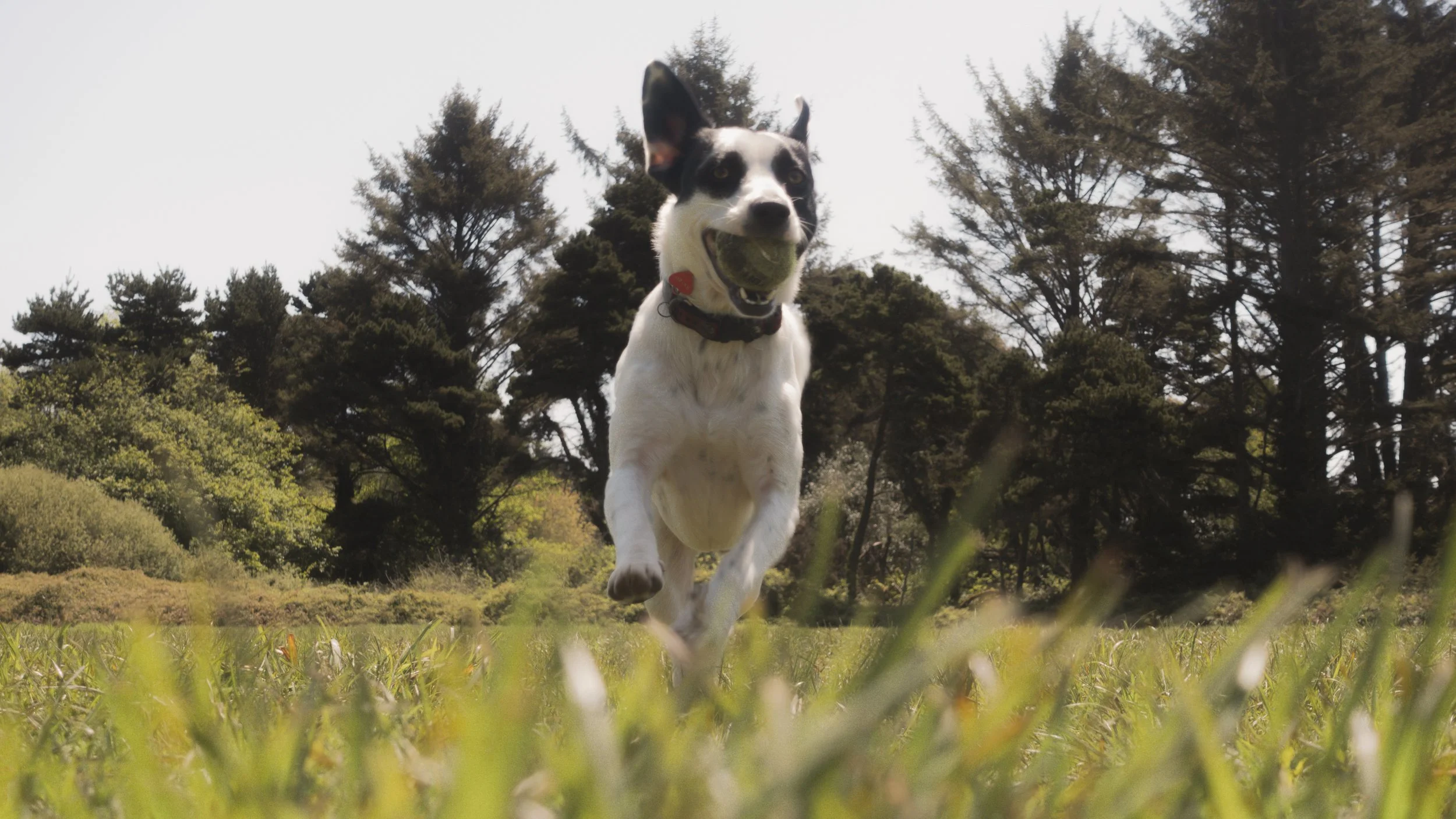 PetCollageOrdered_01.jpg