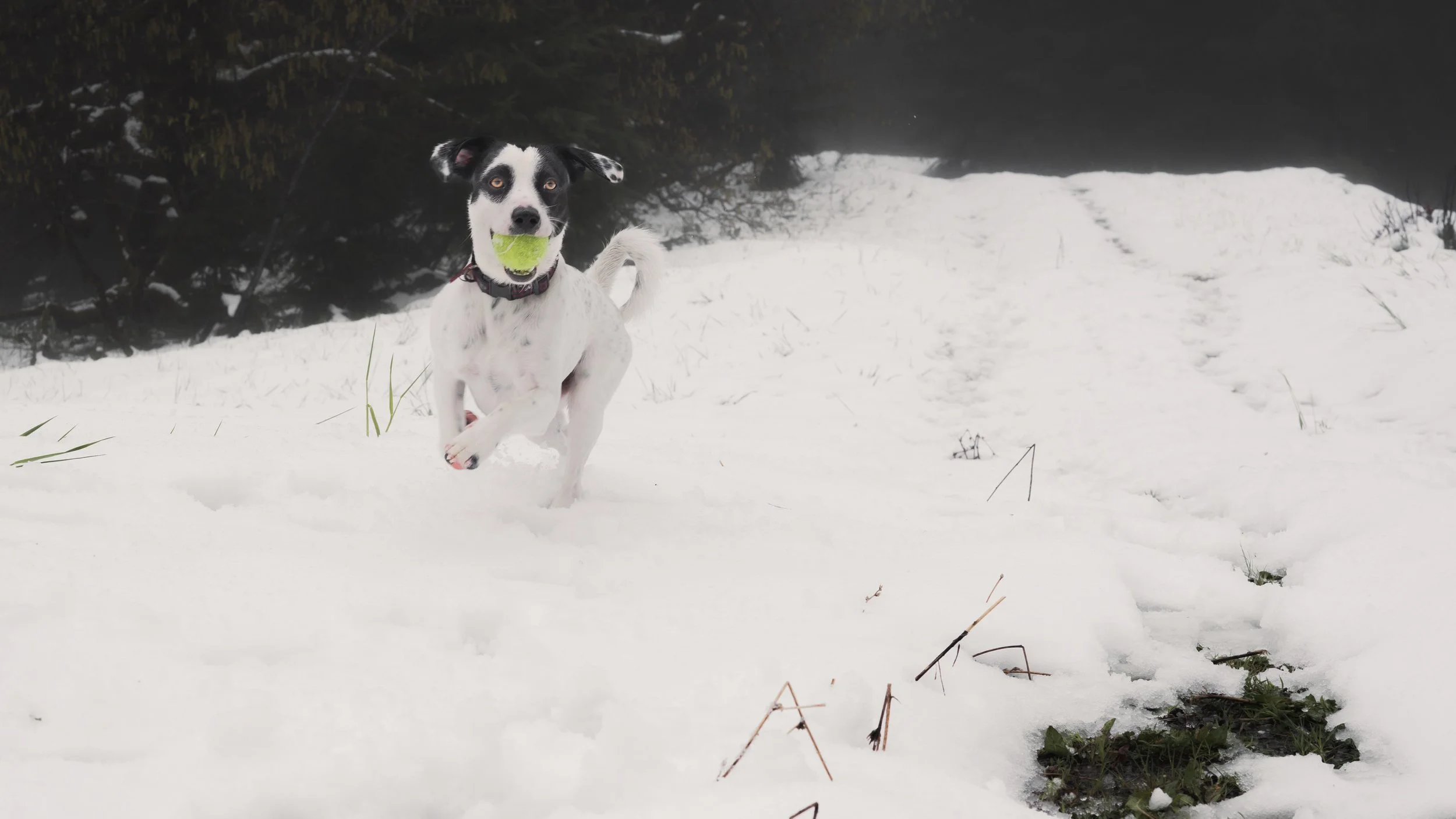 PetCollageOrdered_57.jpg