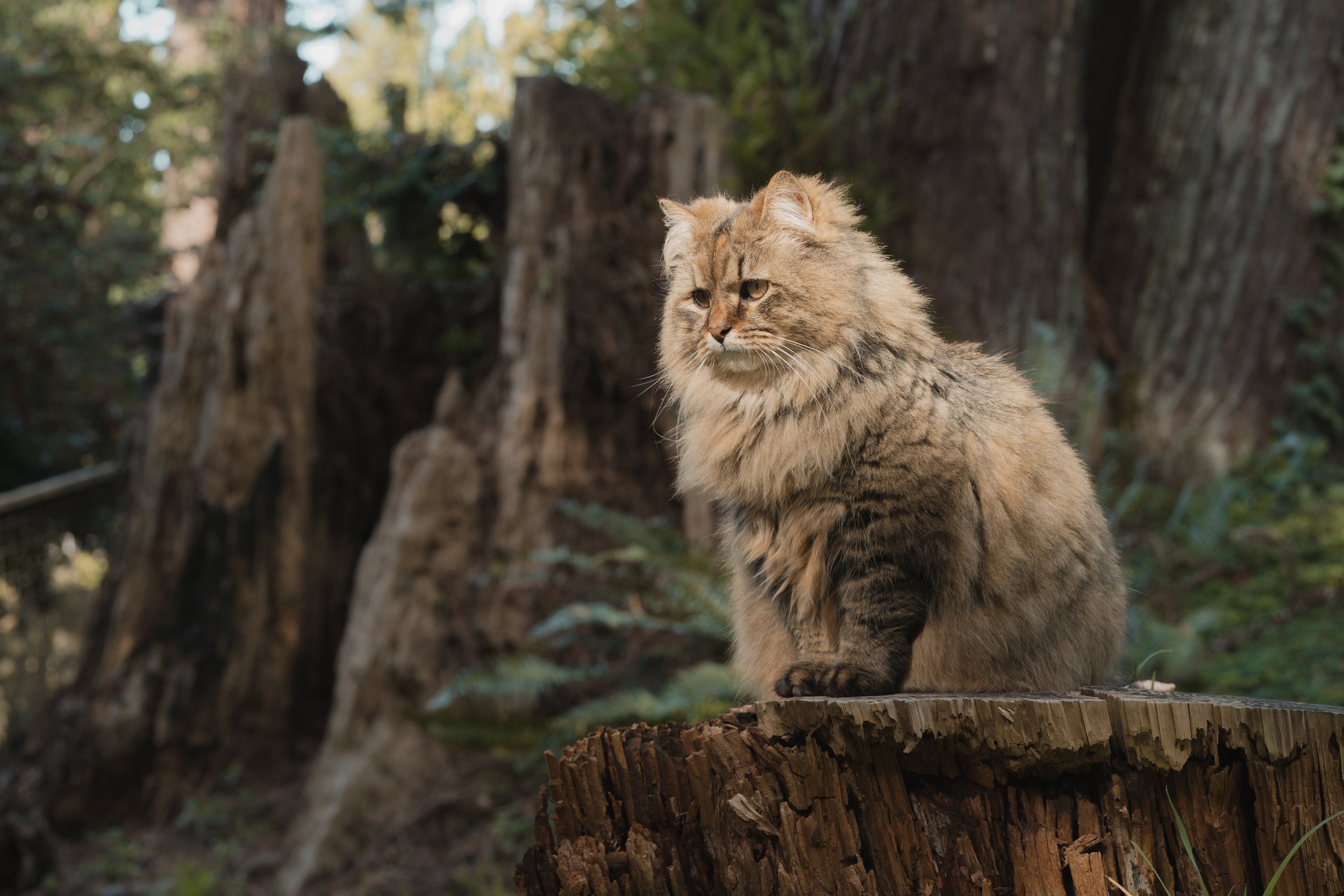 Pets-9.jpg