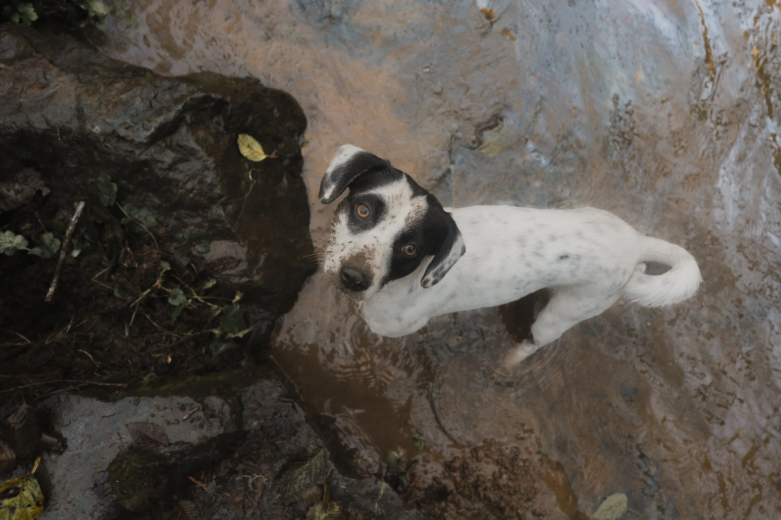 Pets-149.jpg