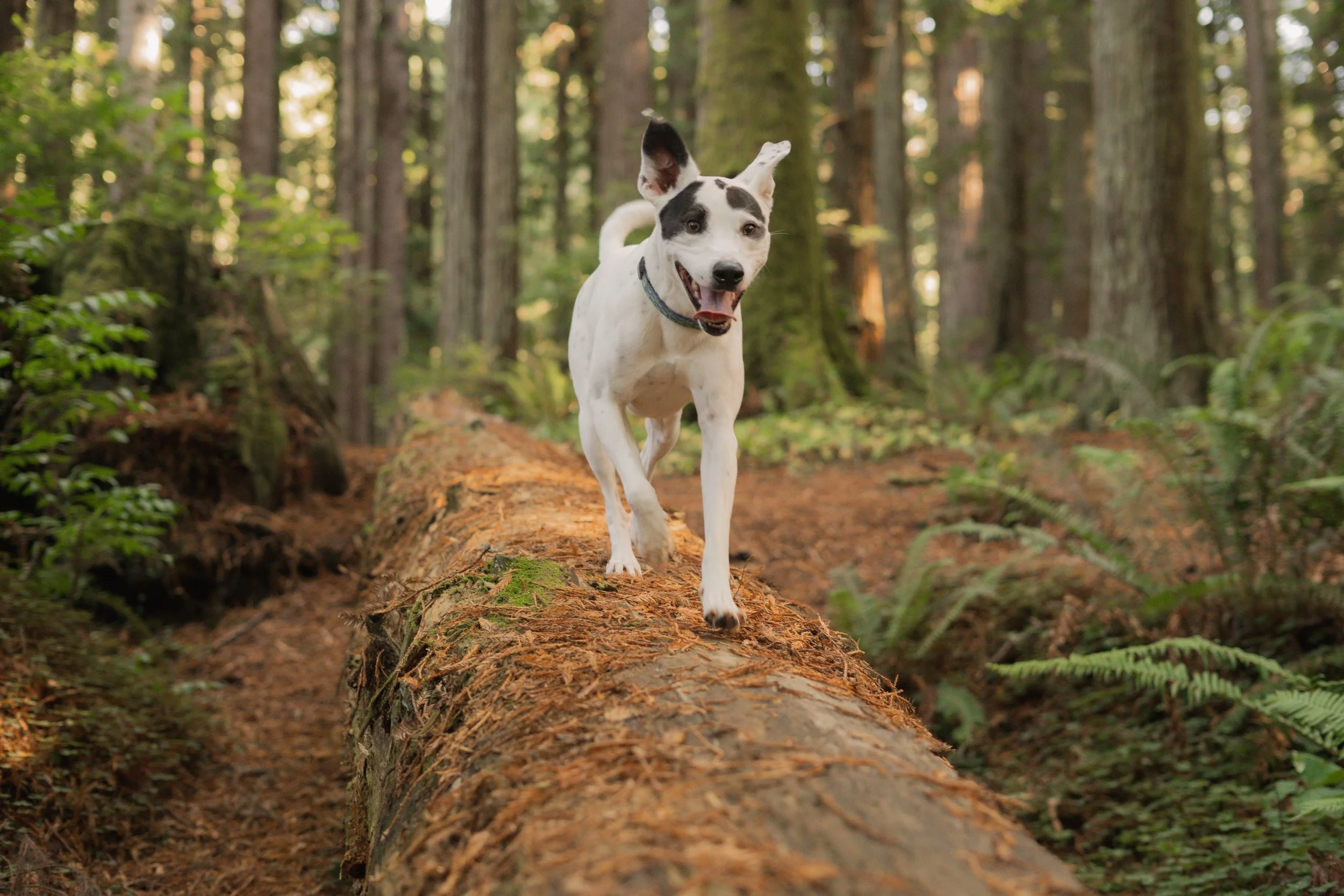 Pets-45.jpg