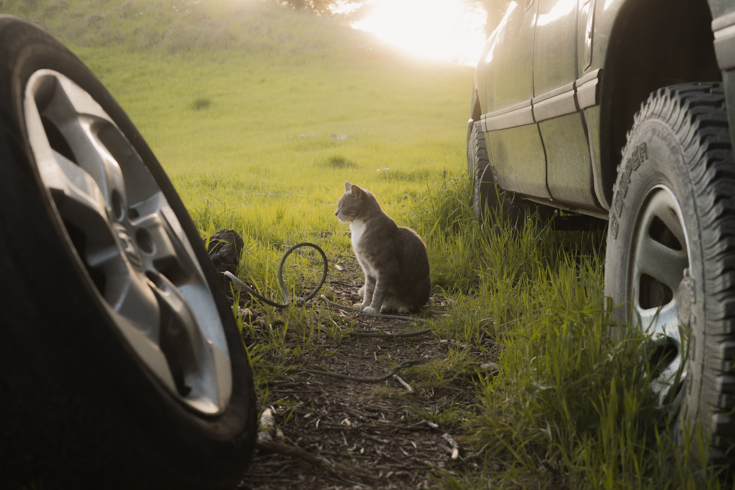 Pets-71.jpg