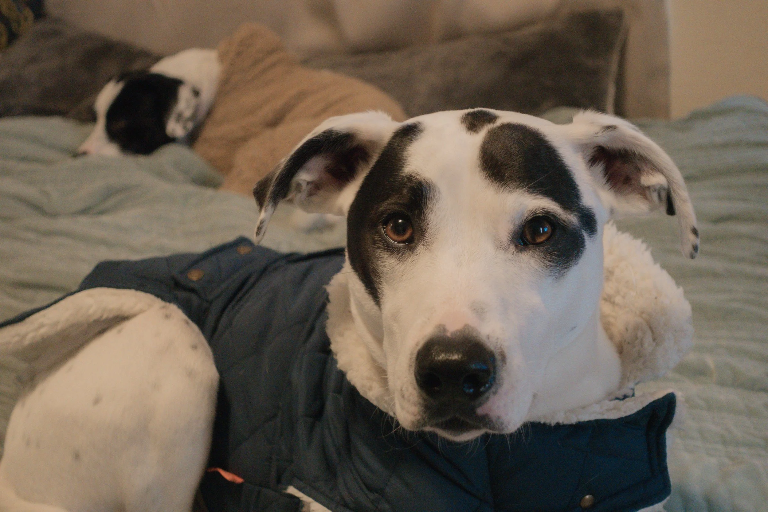 Pets-199.jpg