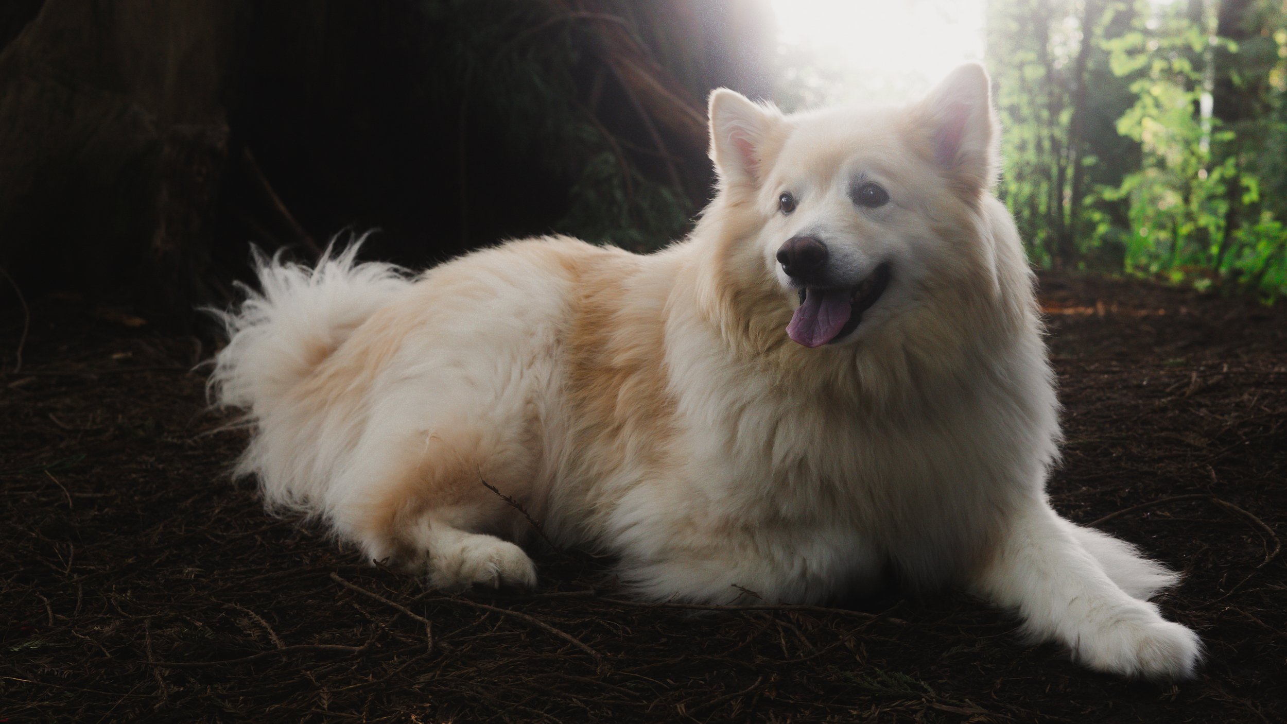 PetCollageOrdered_51.jpg