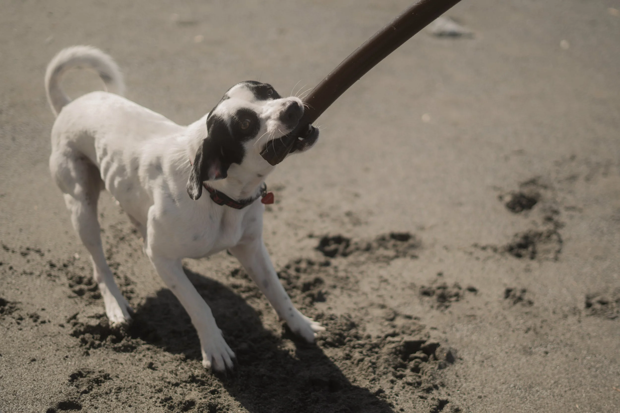 Pets-145.jpg