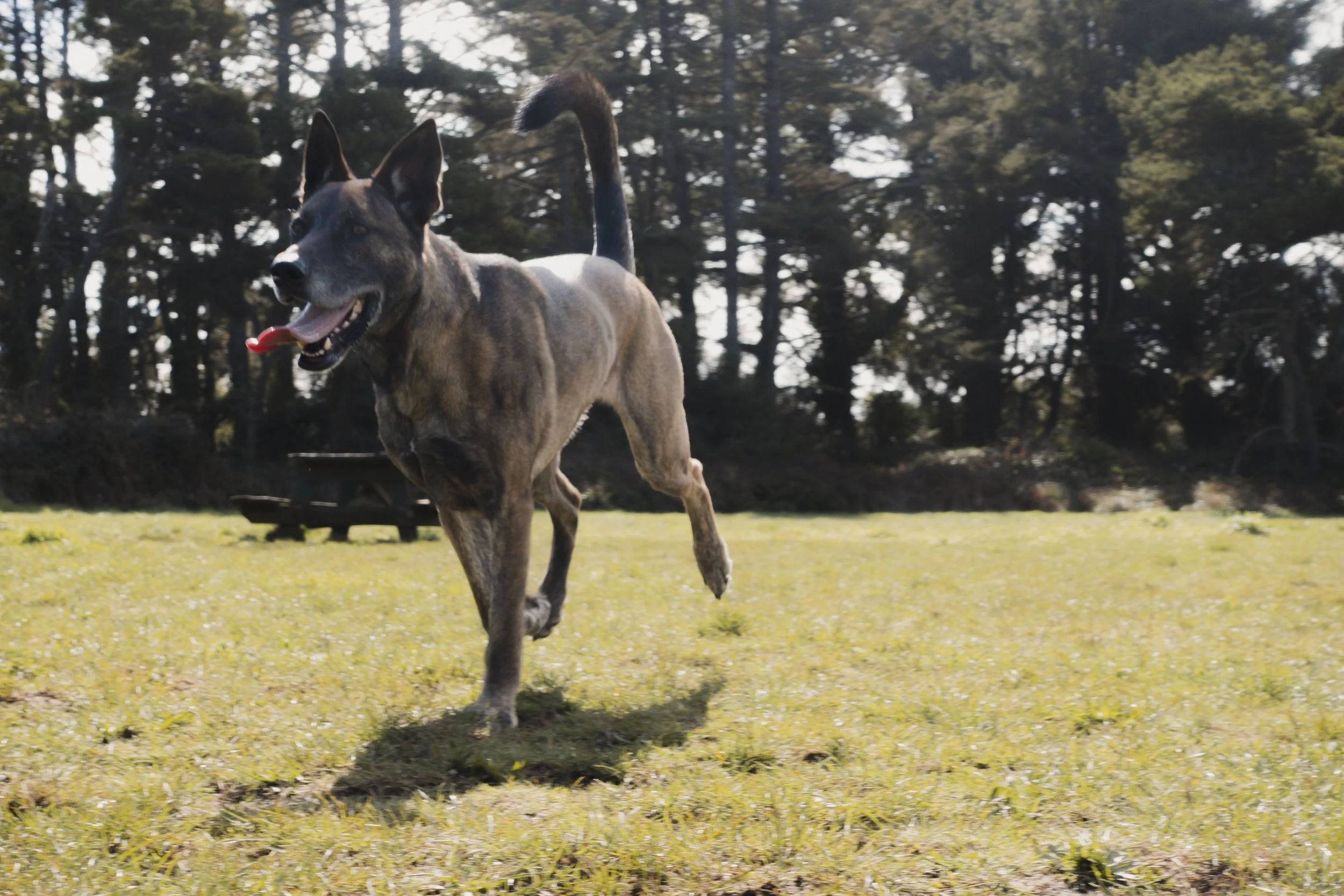 Pets-52.jpg