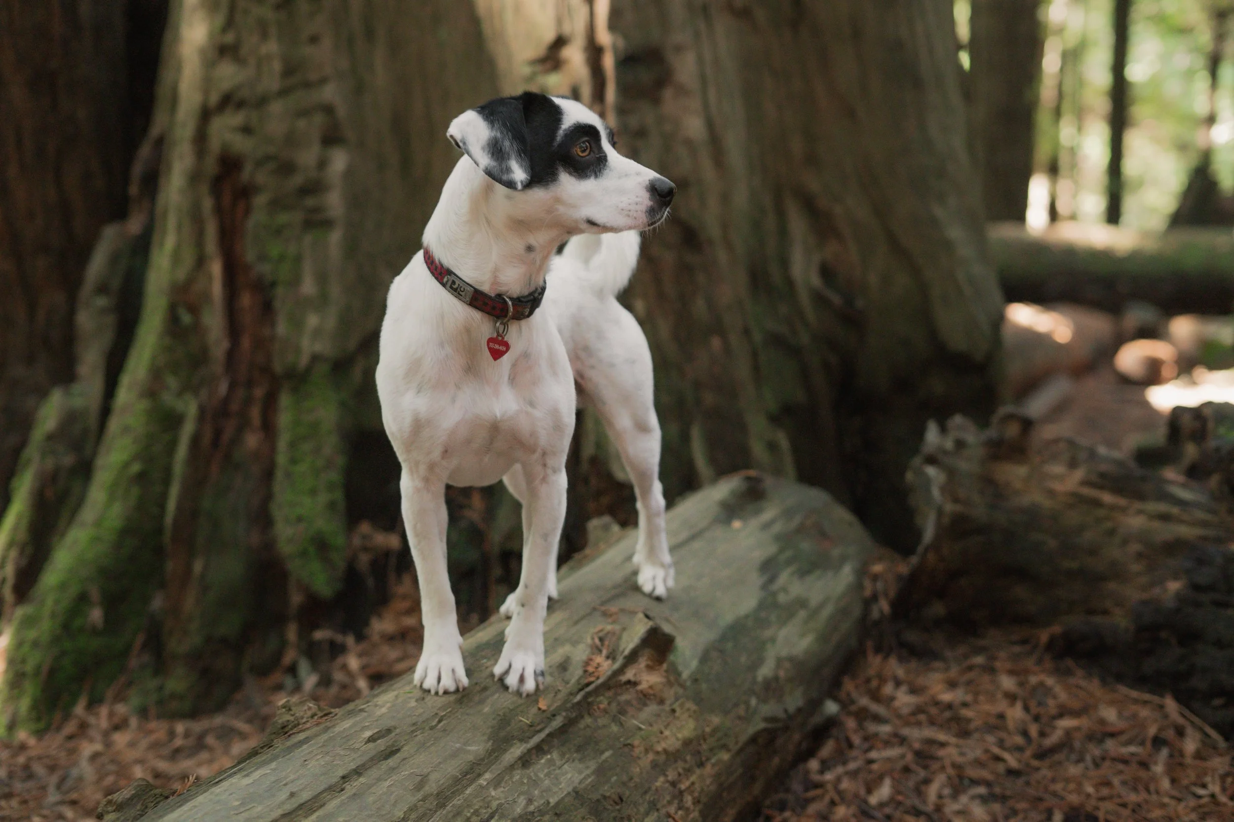 Pets-47.jpg