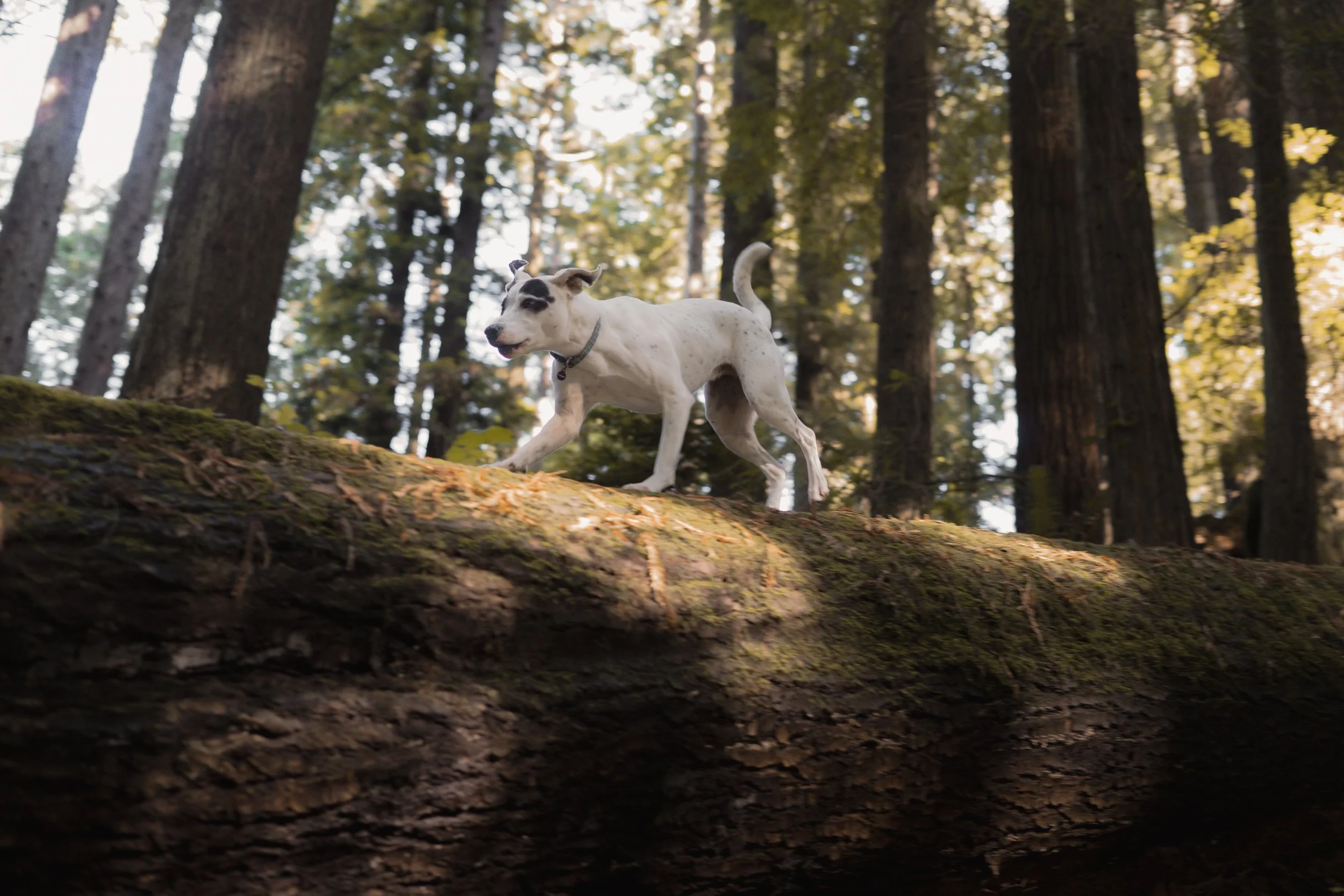 Pets-106.jpg