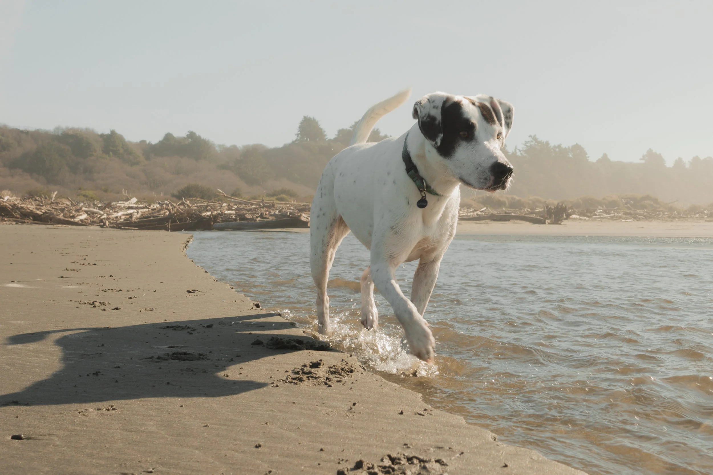 Pets-86.jpg