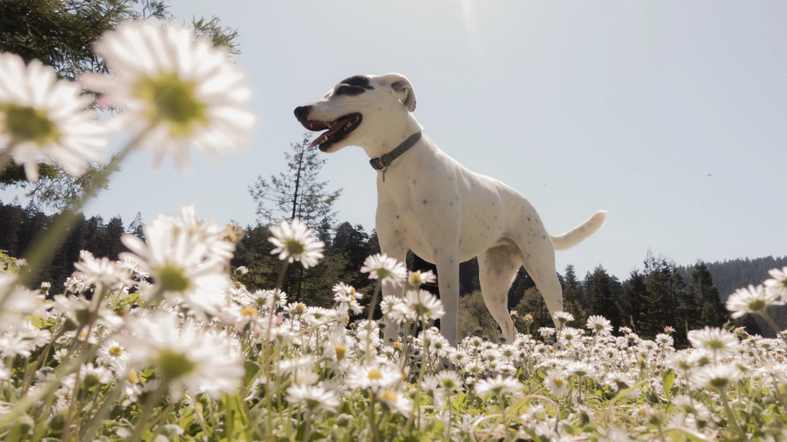 PetCollageOrdered_03.jpg