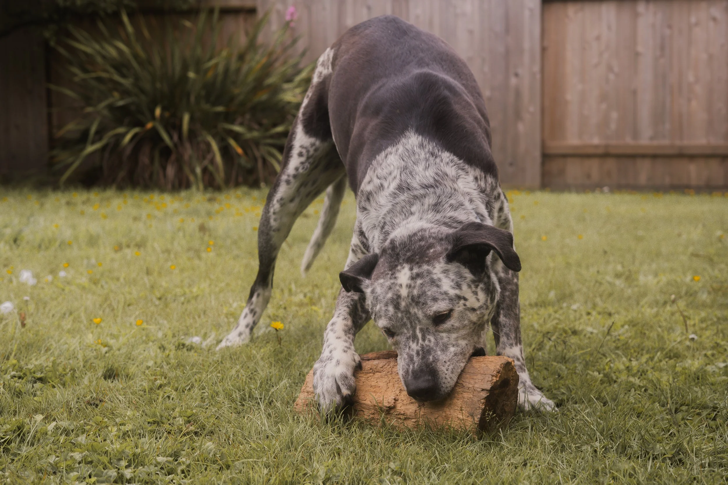 Pets-83.jpg