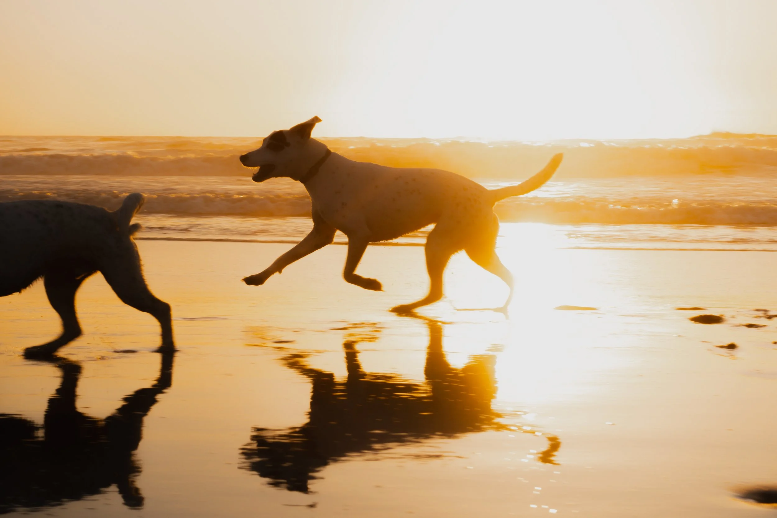 Pets-224.jpg