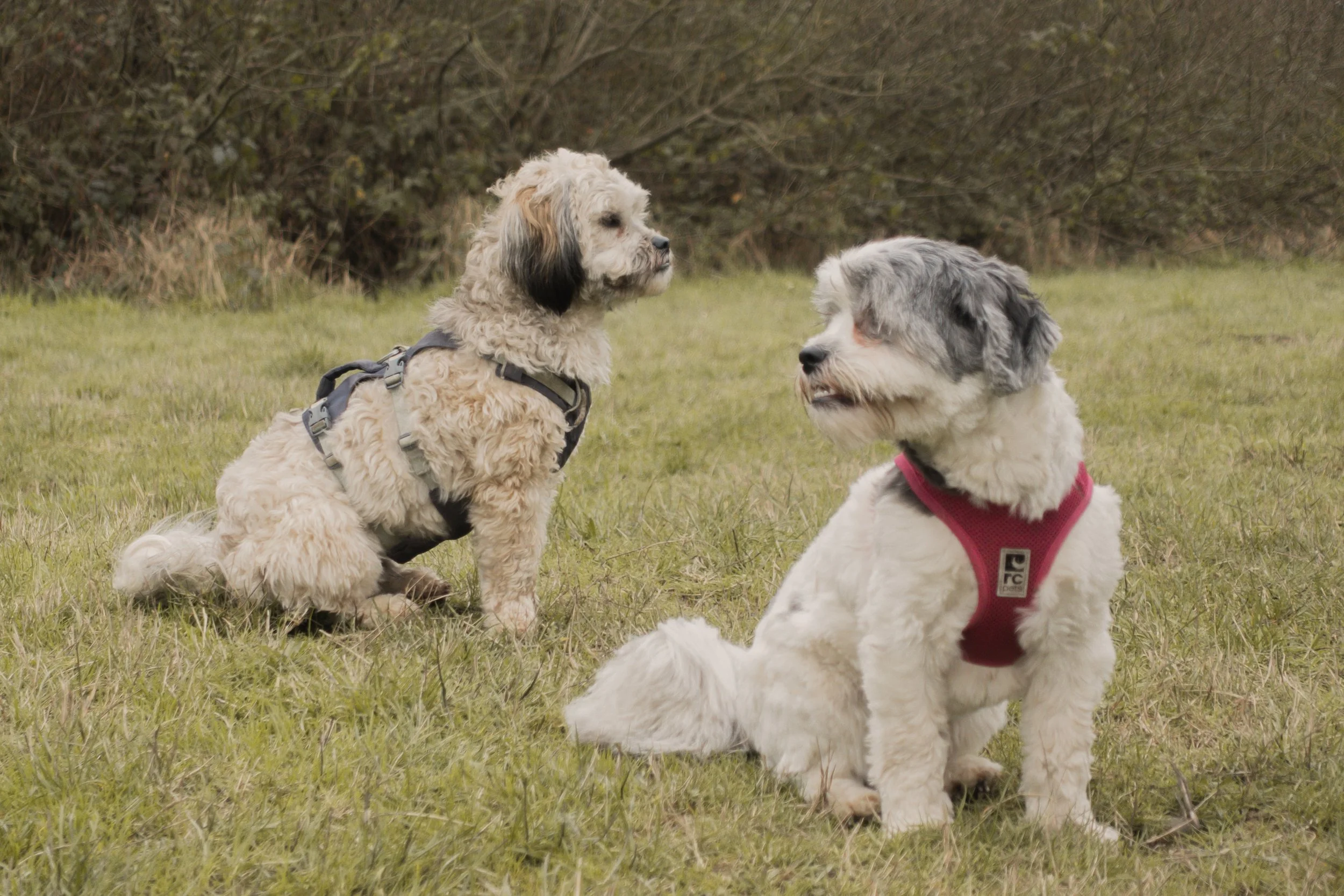 Pets-25.jpg